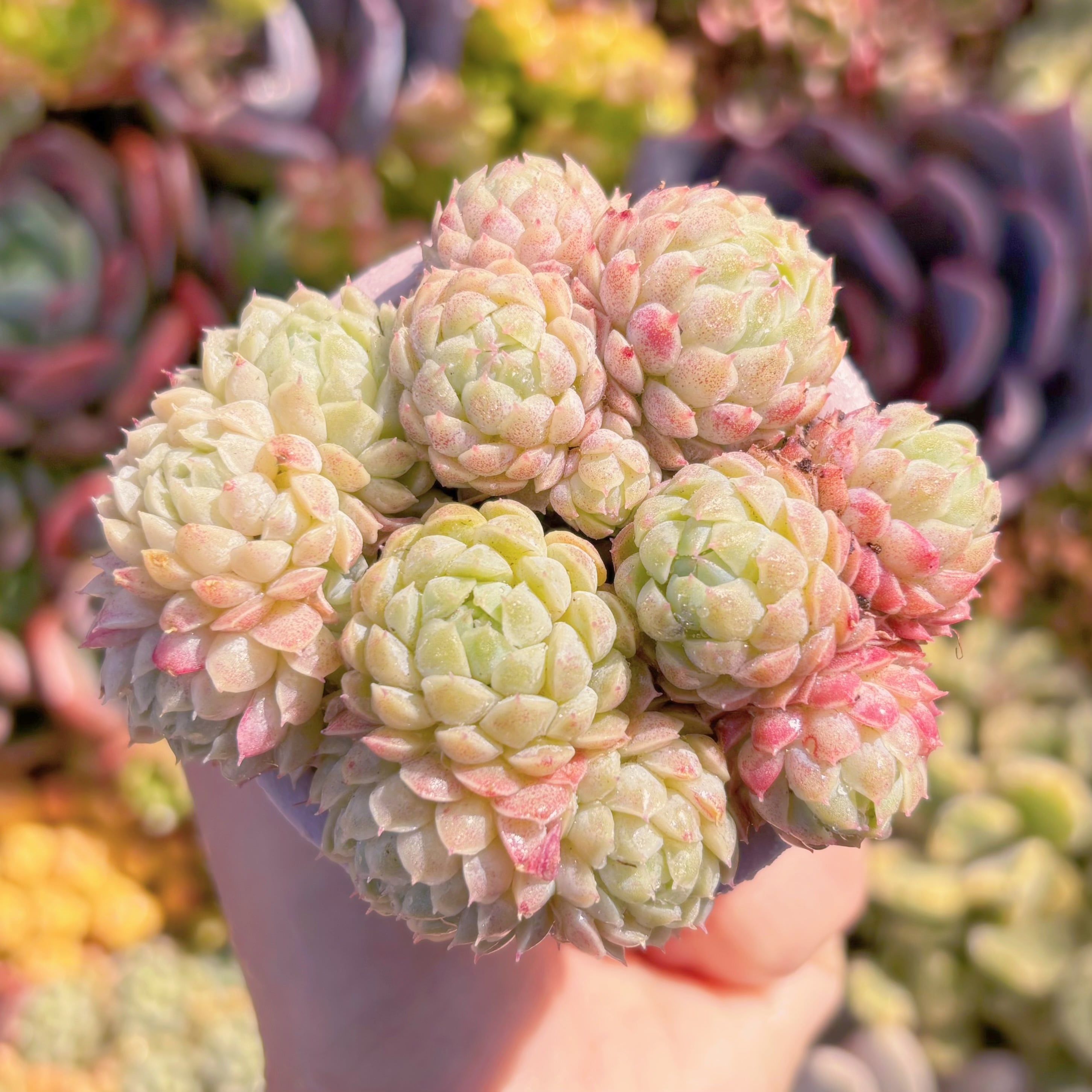 多肉植物　ハチミツボール　新入荷　るる農園