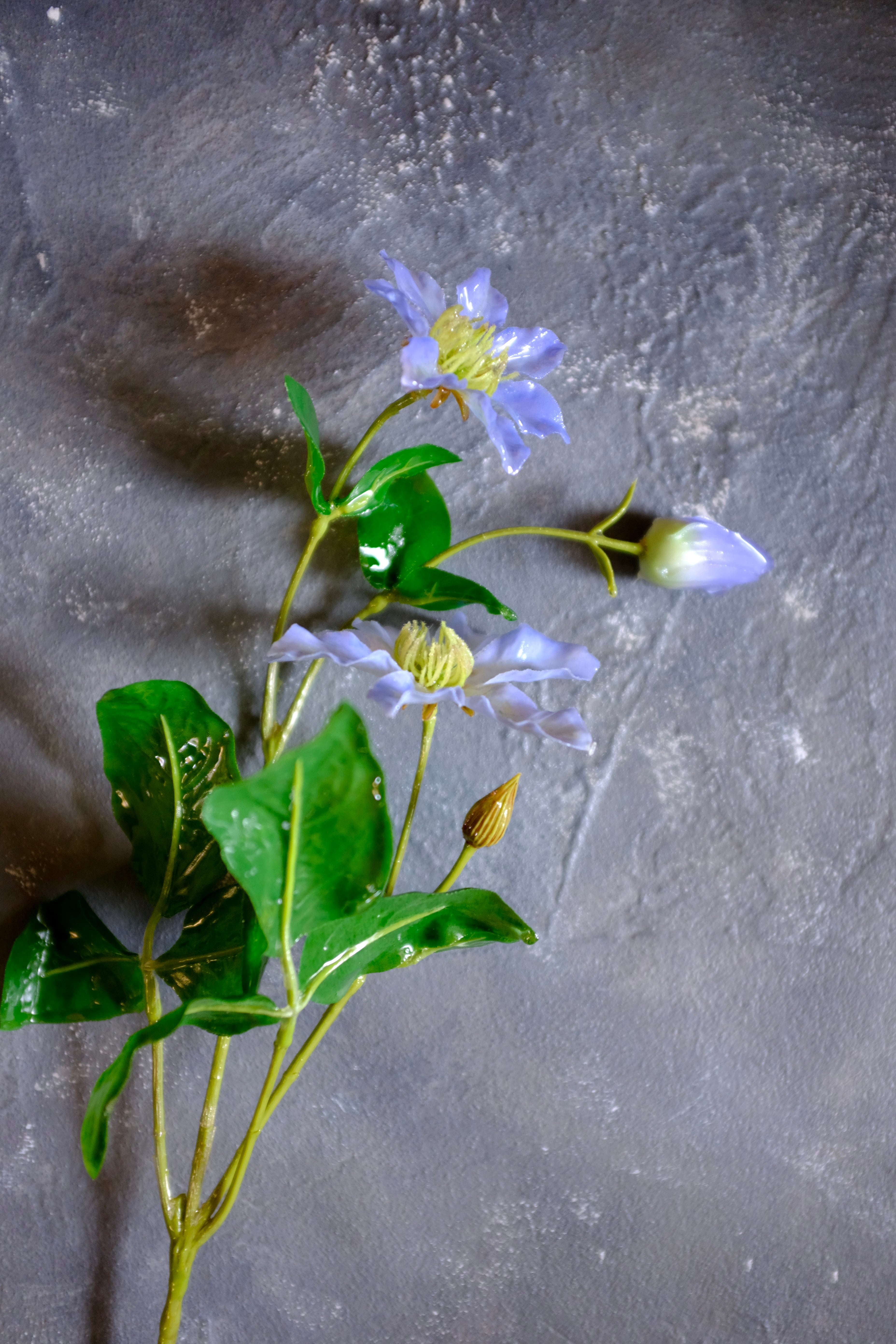 tsuyabana クレマチス ブルー | KieKa