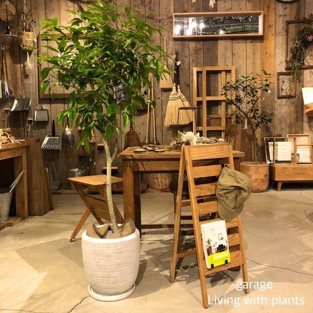 観葉植物 アマゾンオリーブset Garage Nagoya 観葉植物 アマゾンオリーブset Garage Nagoya