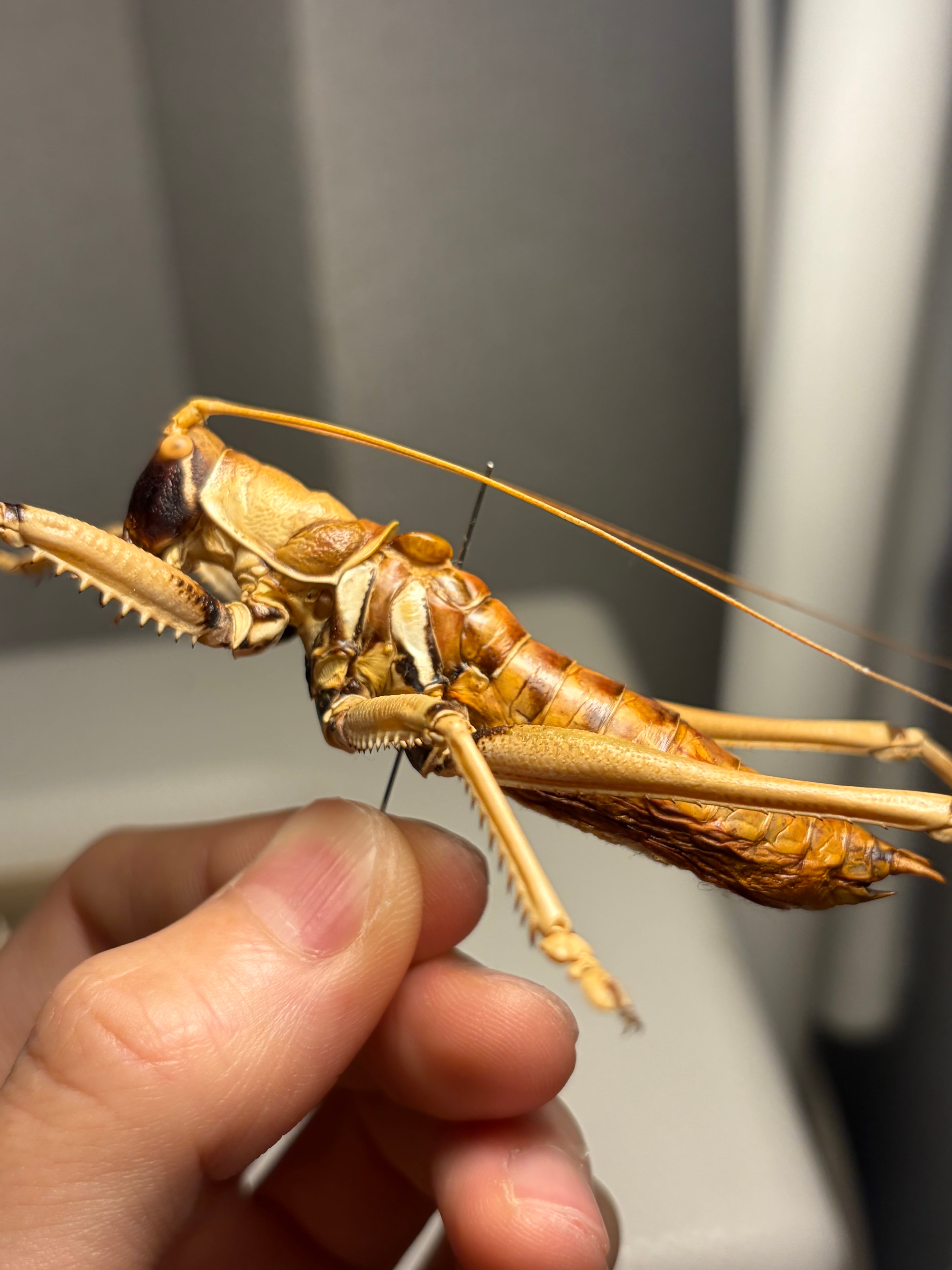 属内最大級】スタウトマジシャン アナトリアプレデターヤブコオロギ 直