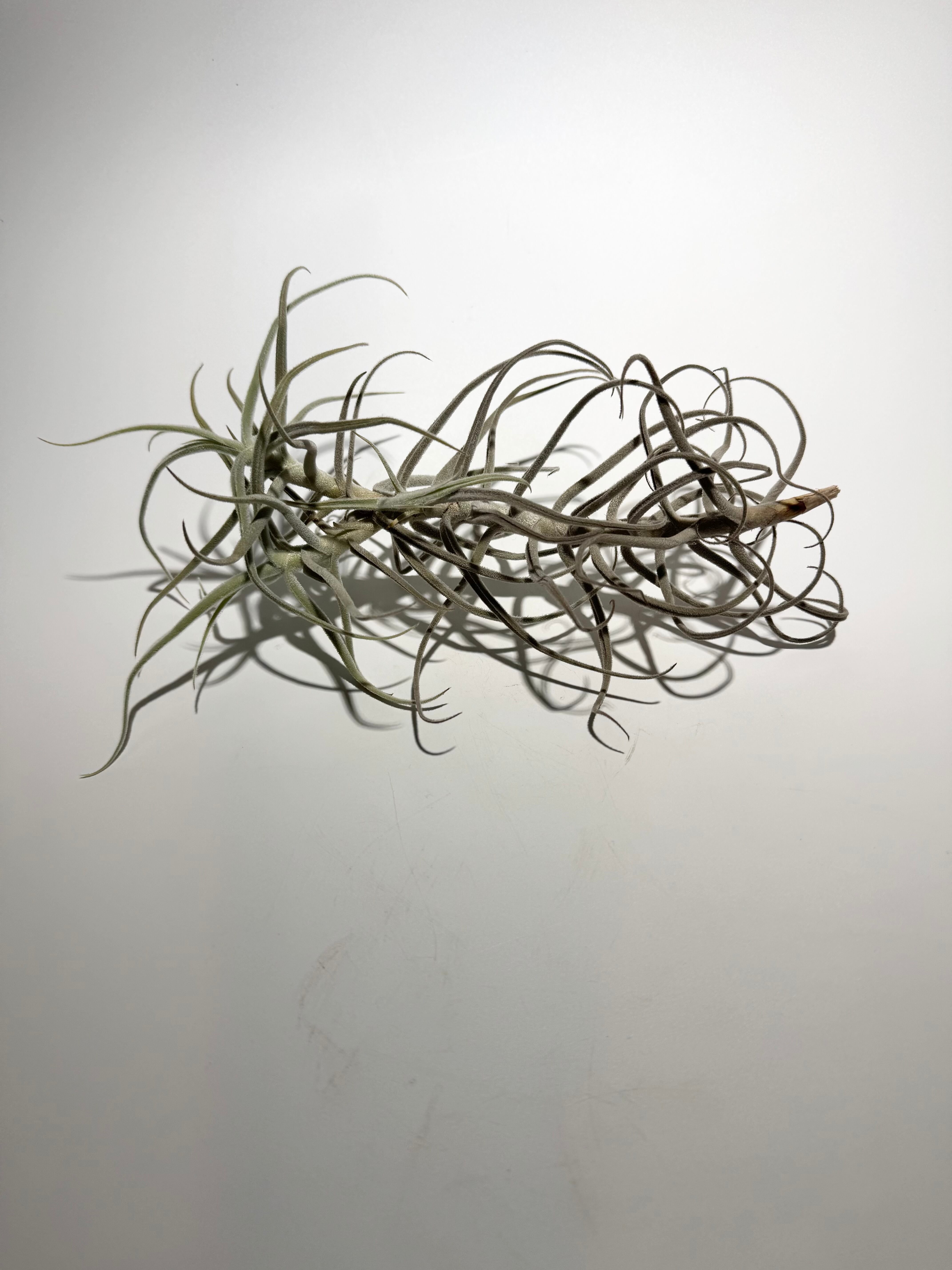 P.willinckii cv. Sailor Saturn【artPLANTs】ビカクシダ/Platycerium