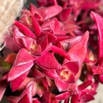 紅葉祭り