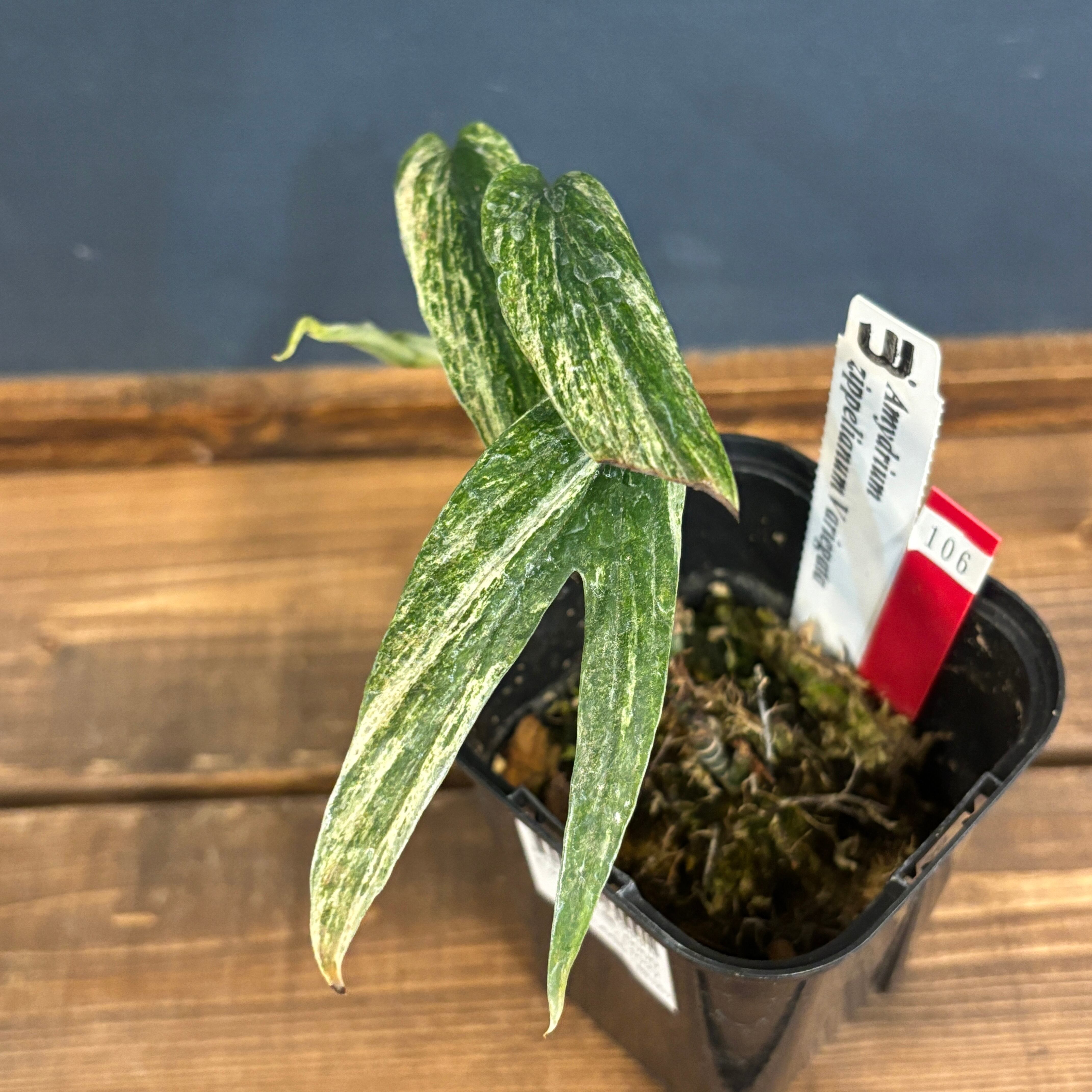 レア　特価　アンスリウム　ワロクアナム　斑入り　バリエガータ　ミドルカット レア 特価 アンスリウム ワロクアナム 斑入り バリエガータ ミドル