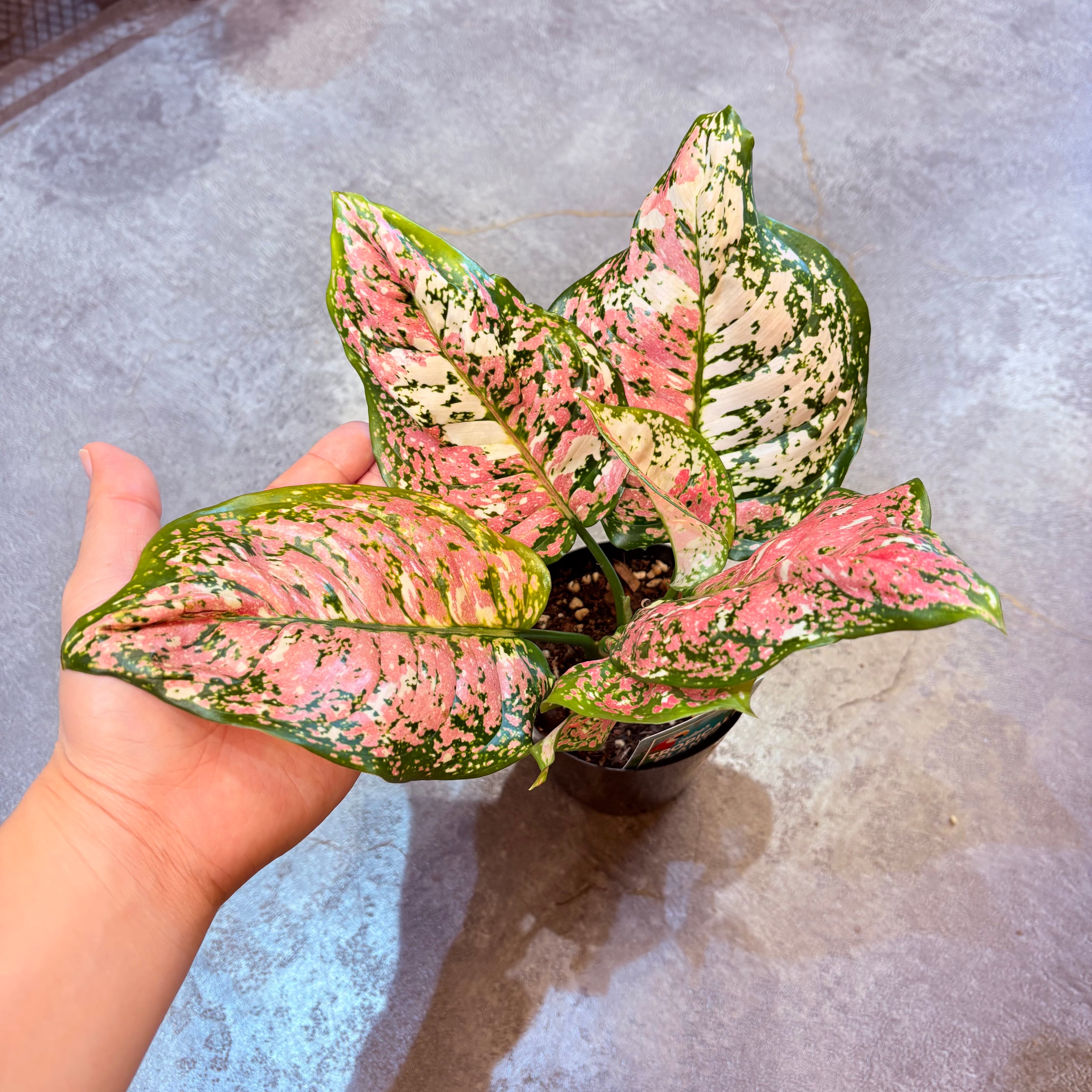 アグラオネマ アンヤマニートリカラー 3.5号 B | Green Vibes 宇都宮市