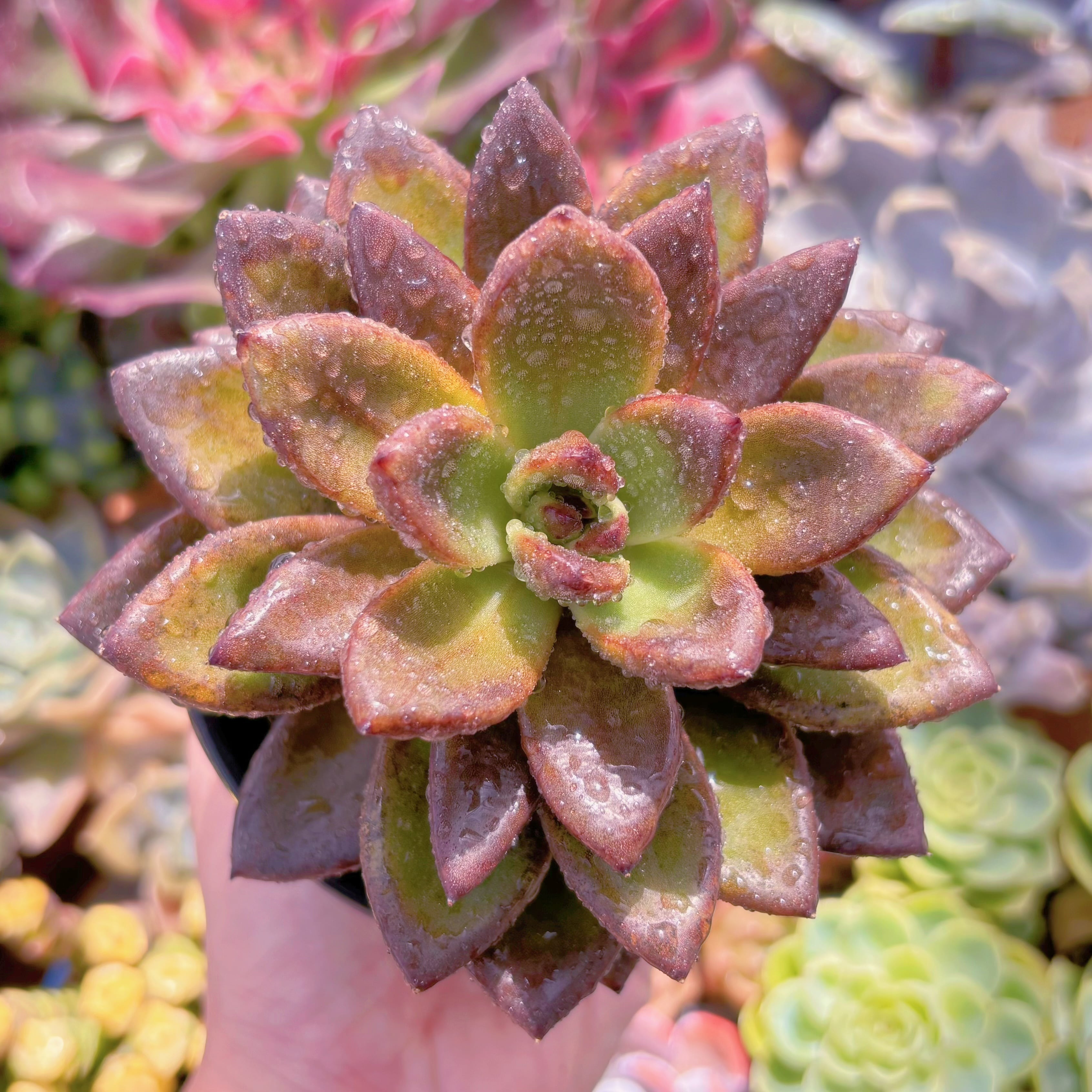 現品　パープルローズ錦#726　大苗　るる農園