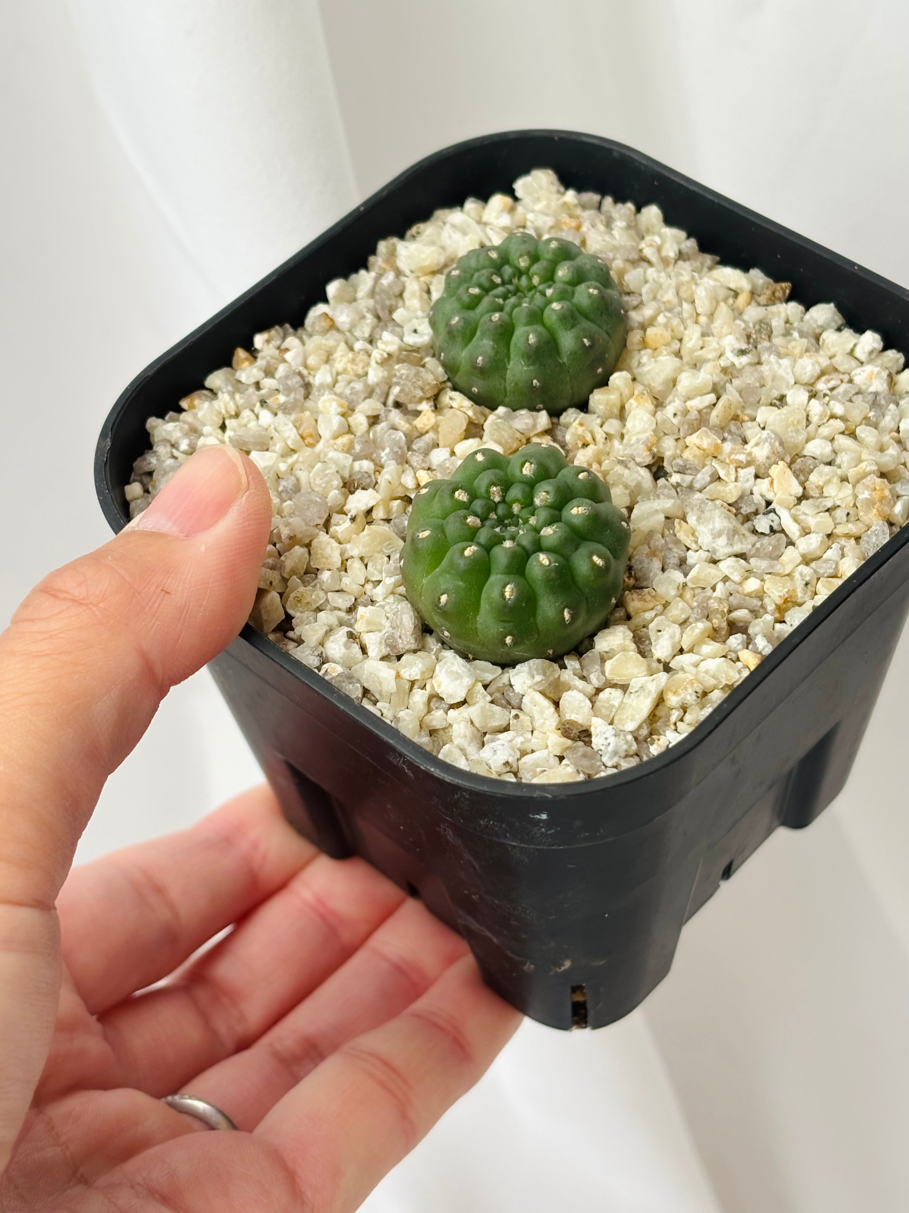 Gymnocalycium stellatum var. kleinianum ギムノカリキウム クリオネ