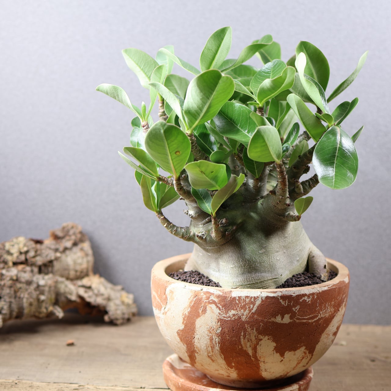 760 『アデニウム アラビカム ドワーフ 陶器鉢』 観葉植物【送料無料