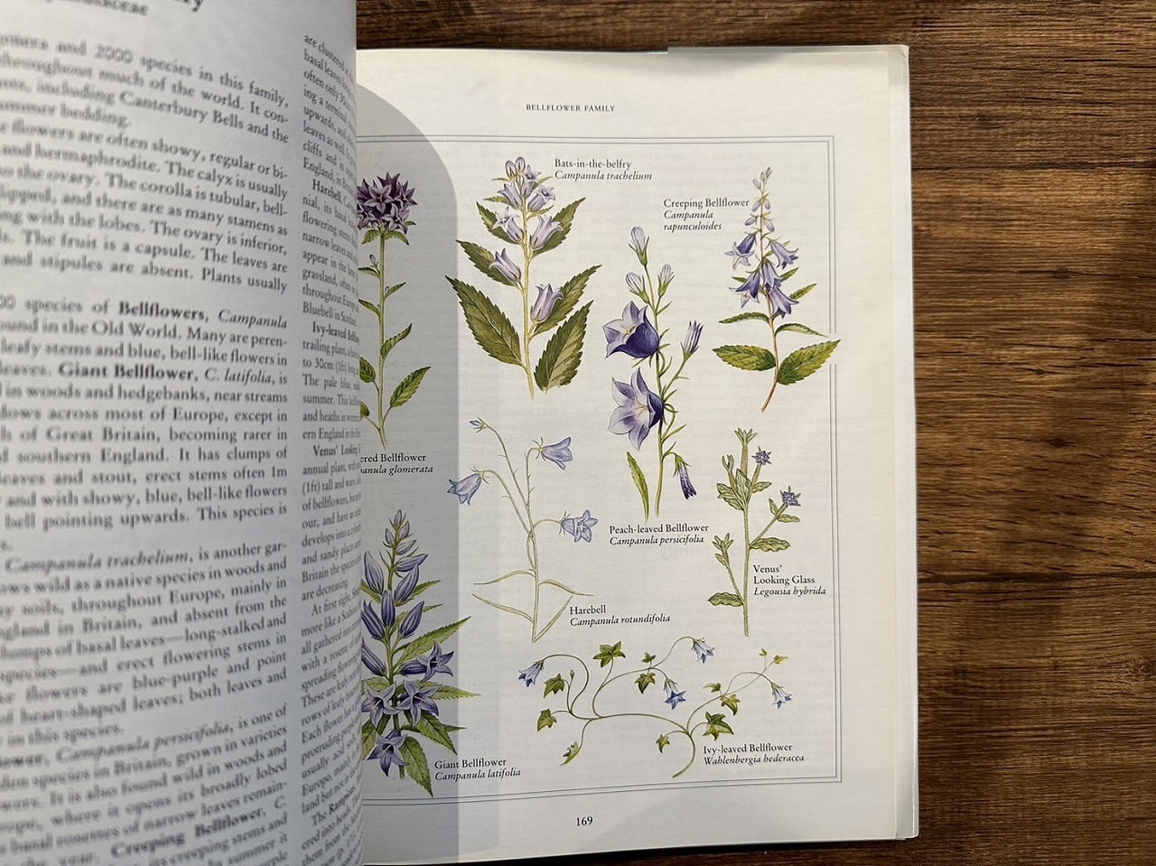 VW165】Wild Flowers of the British Isles and Northern Europe Forey