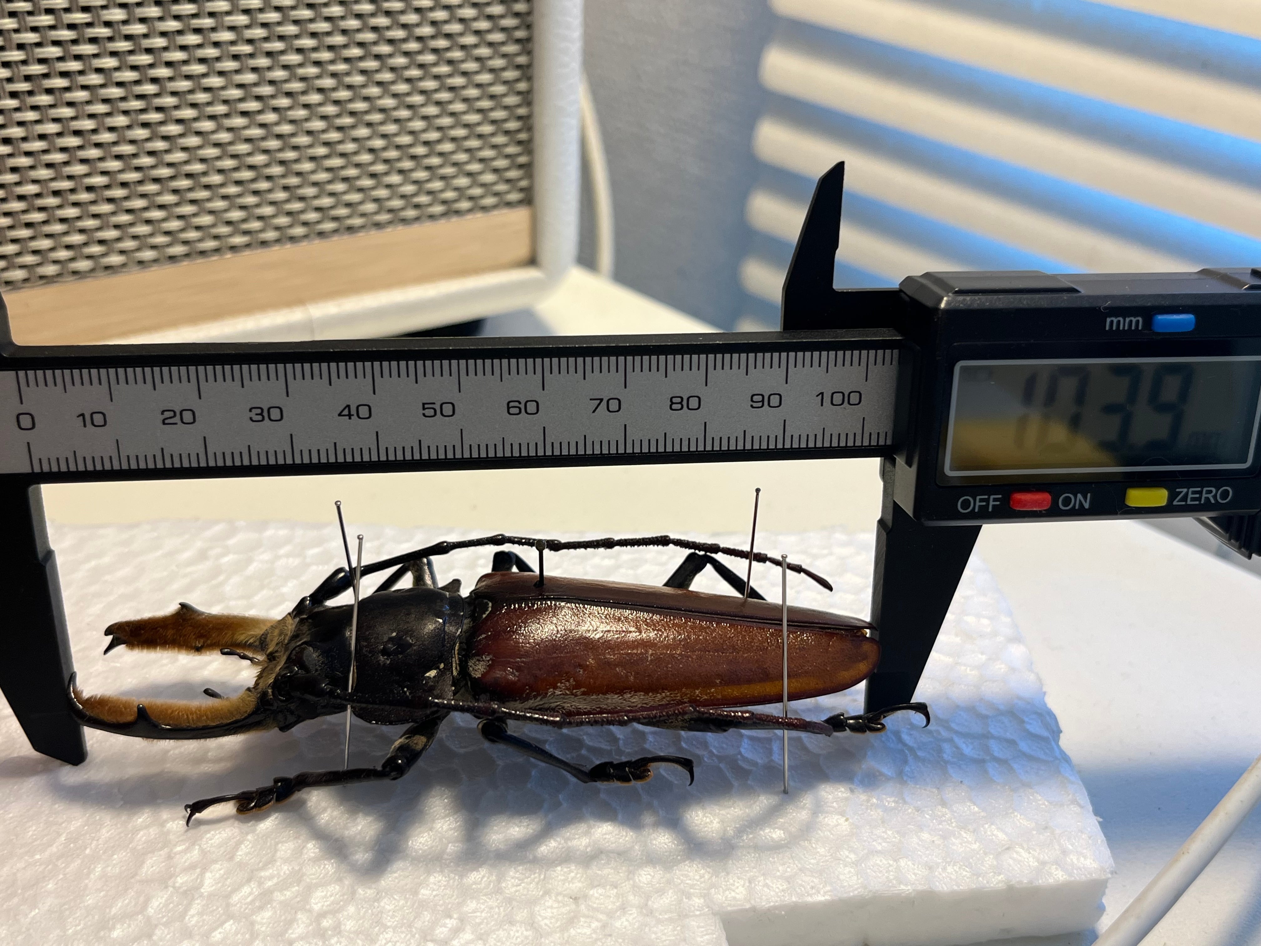 103mm】アラゲオオウスバカミキリ 甲虫昆虫標本タランチュラムカデ