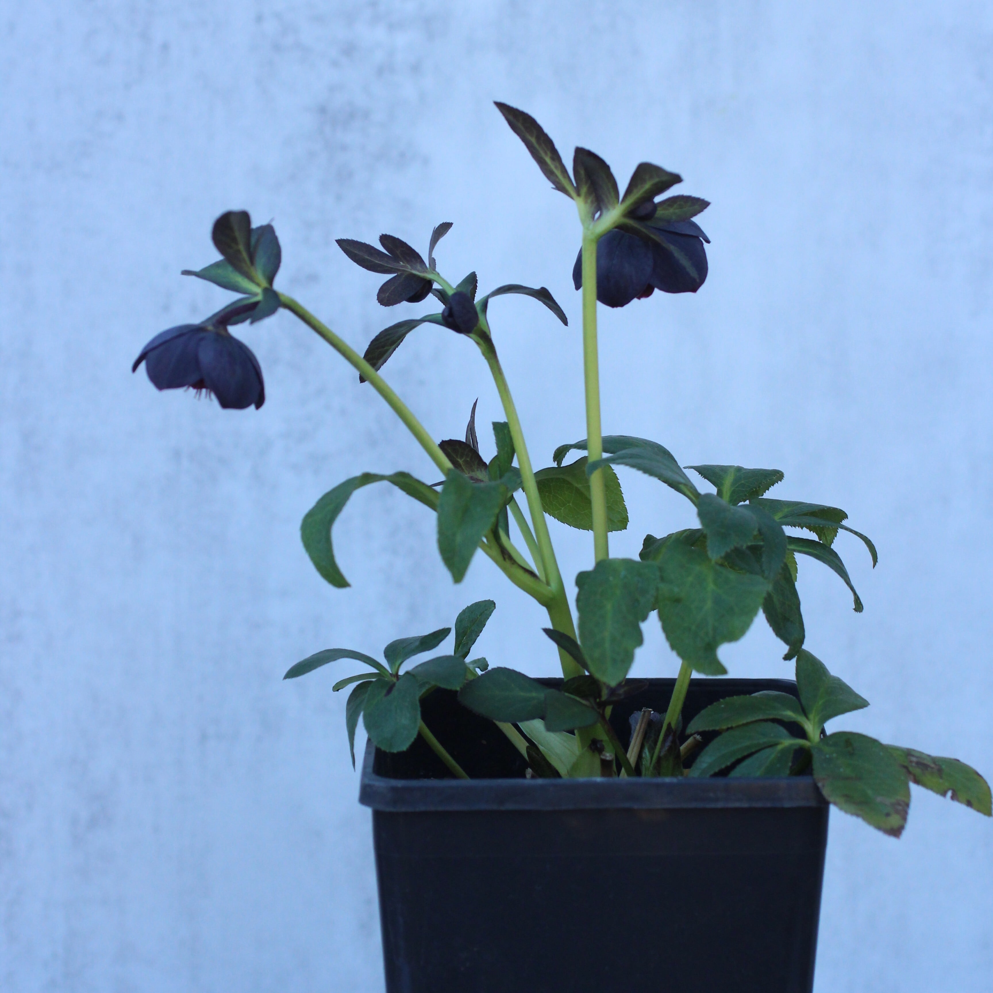 WS26-105 クリスマスローズ ウィンターシンフォニー 小輪系ブラック