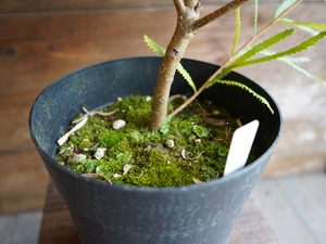 【現物】バンクシア ”スピヌローサ” A(ヘアピンバンクシア)