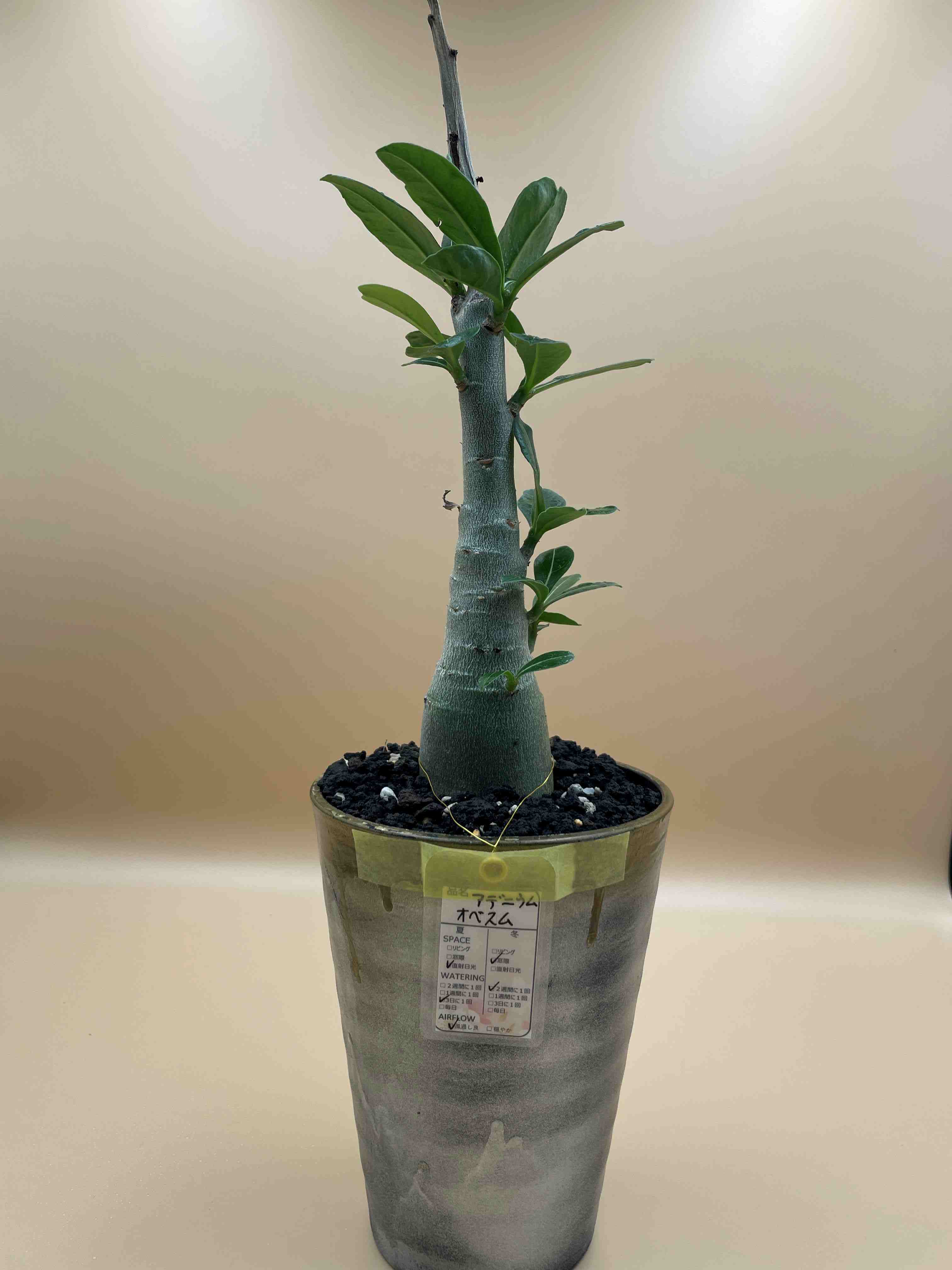 植物 | むすにわ