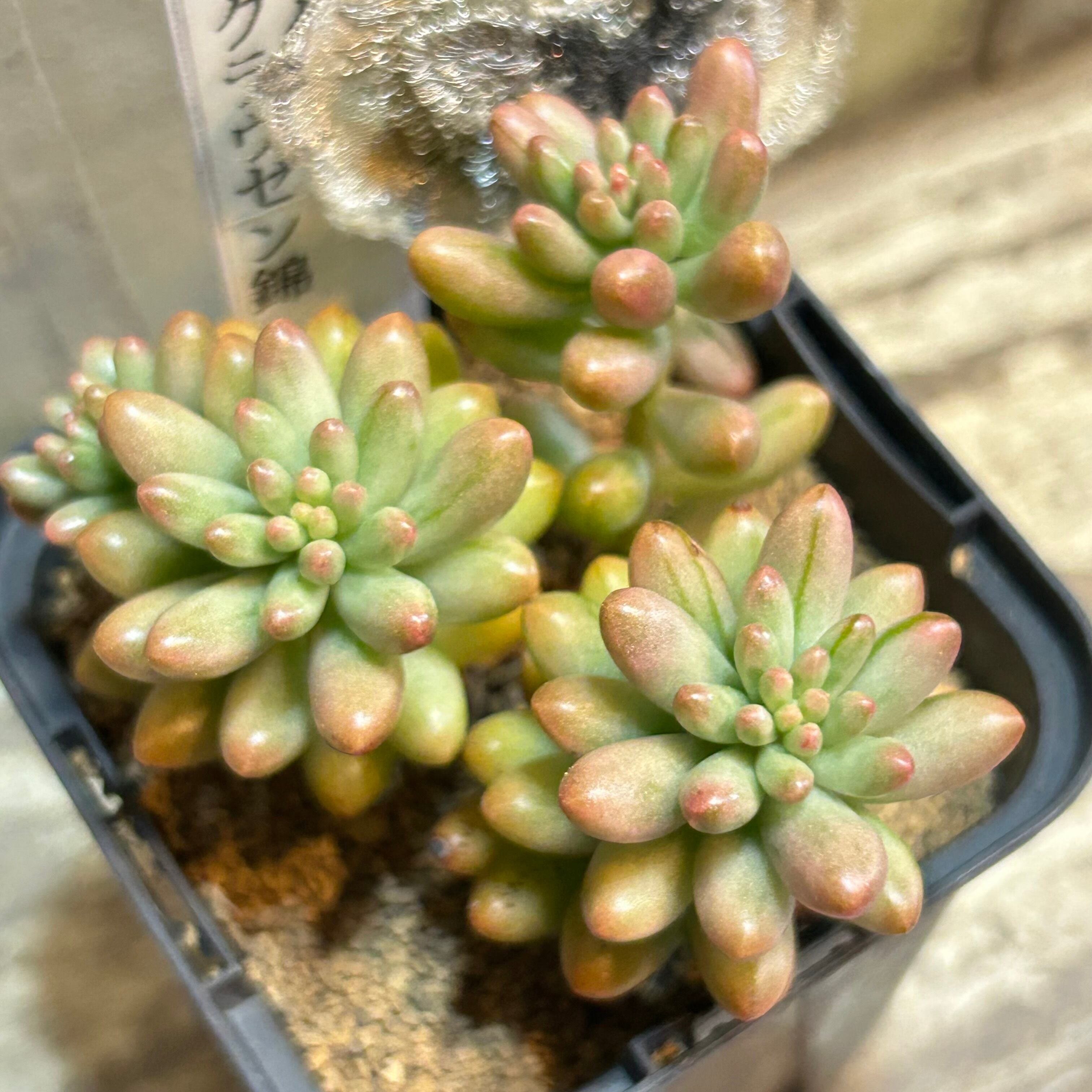 クラウゼン錦(セダム) | RuPo 多肉植物専門店