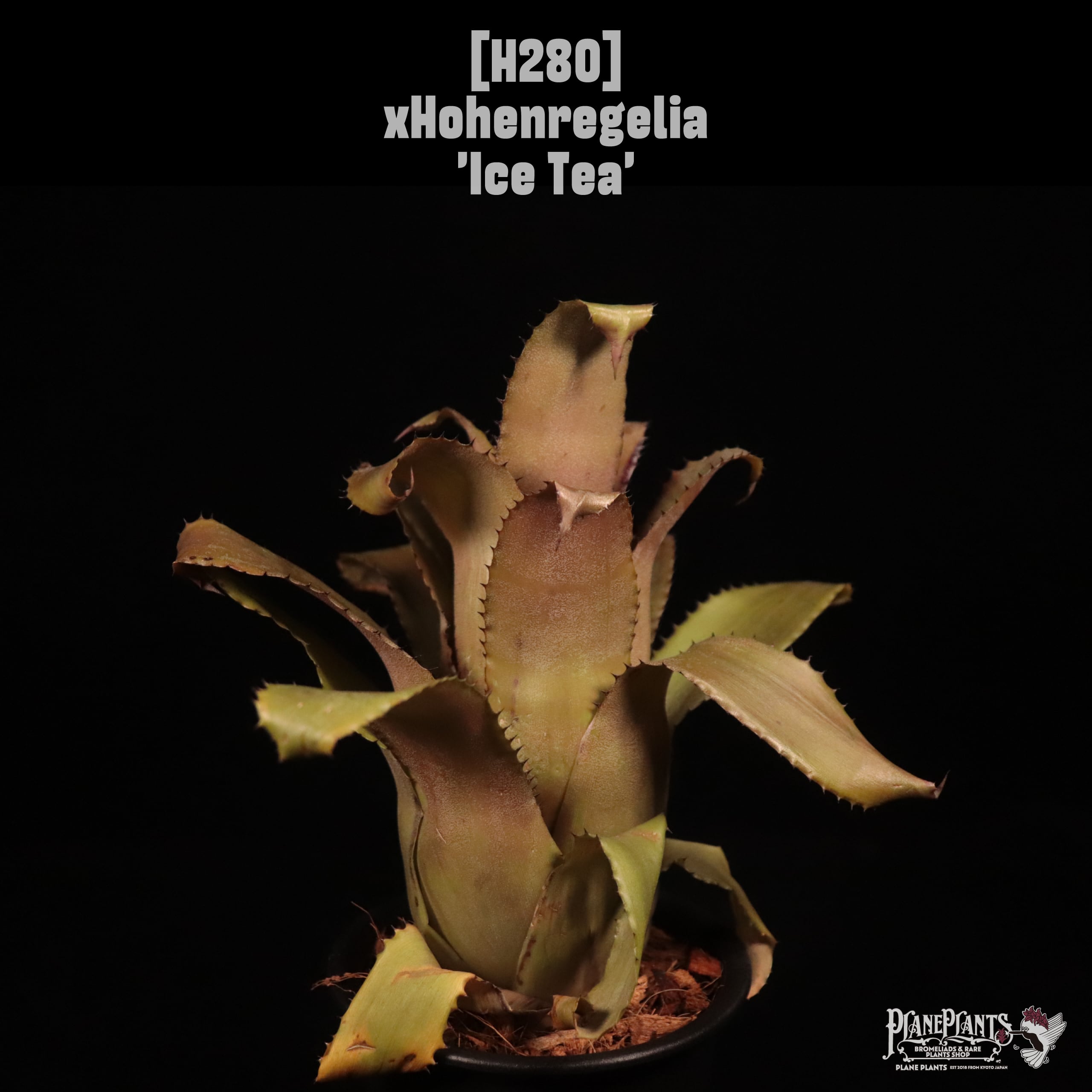 xHohenregelia 'Ice Tea'〔ホヘンレゲリア〕H280