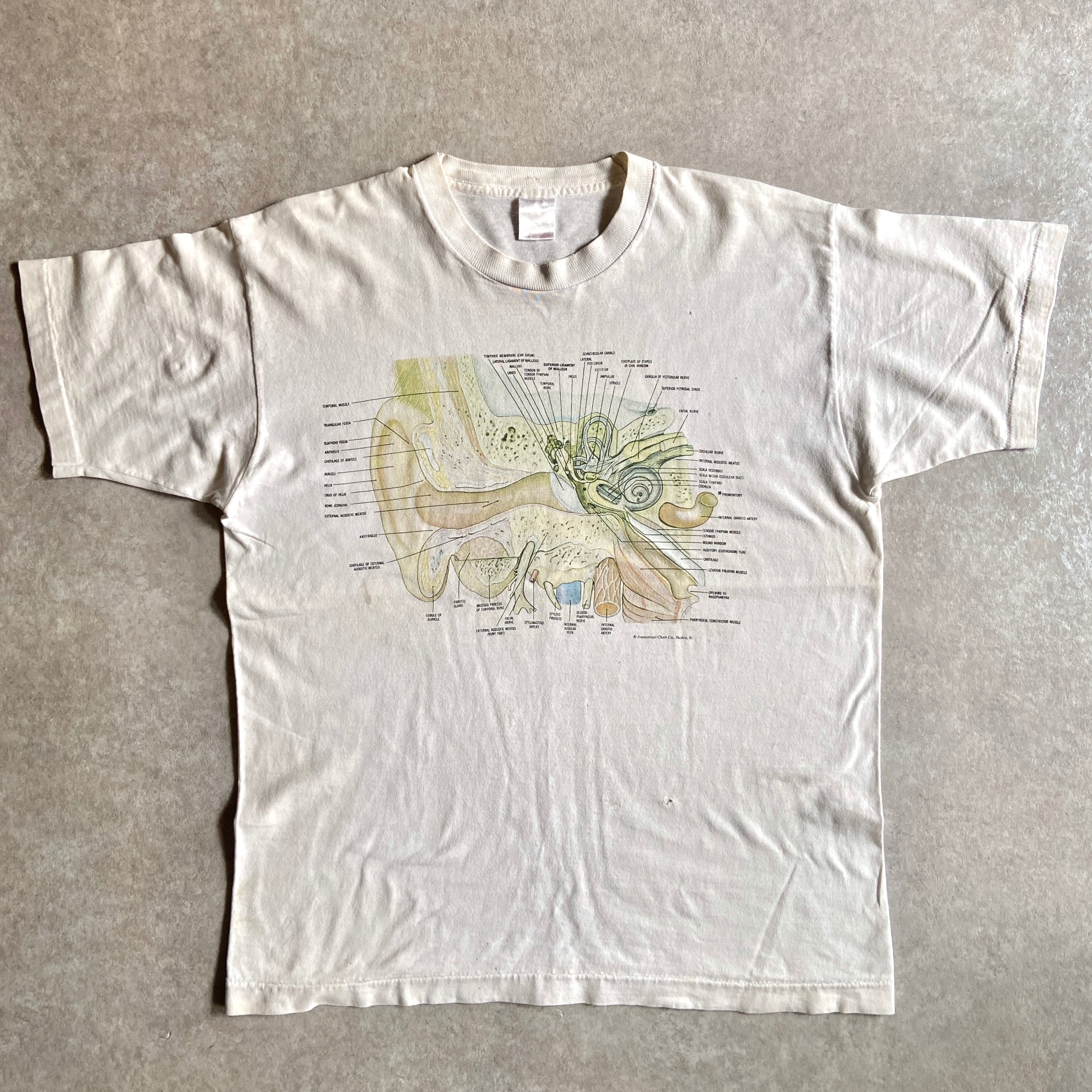 1990s Anatomical Chart Ear Anatomic 解剖 Tee L位 H446