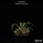 【送料無料】racinae〔フリーセア〕現品発送V0108