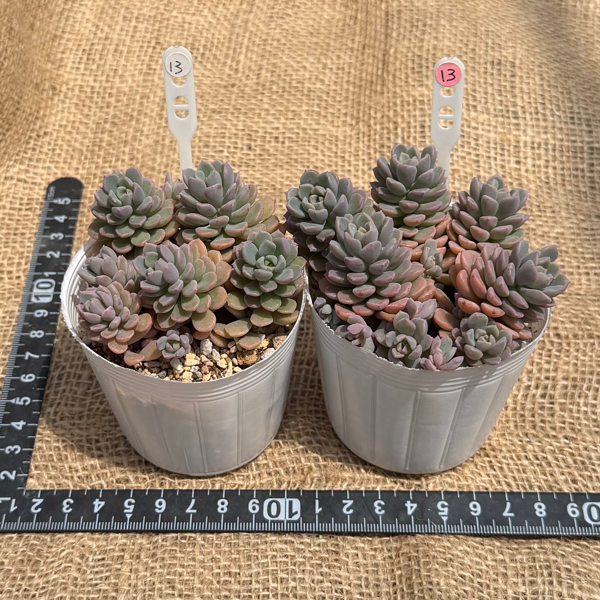 新色 カタチ製作所 ブーケ bouquet 植木鉢 新色 塊根 多肉 Mサイズ 多肉植物 ブーケ bouquet 大 レア苗 韓国苗 超美苗 #682 | PAY ID