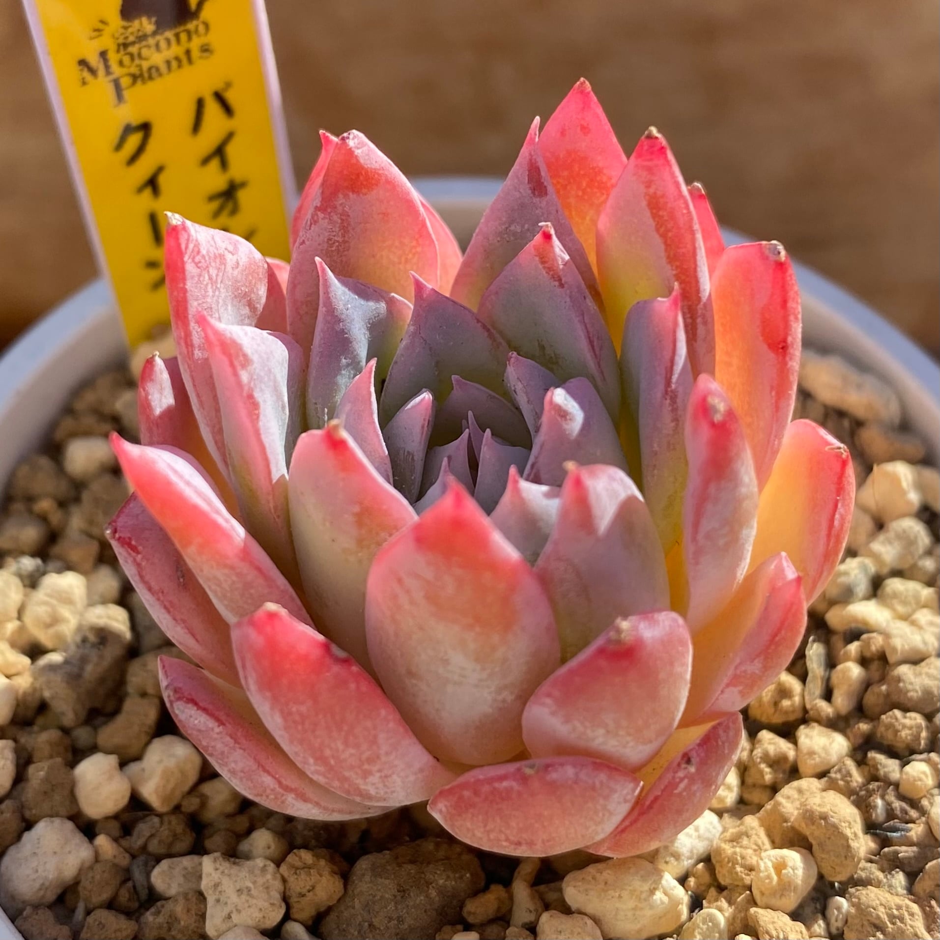 ハオルチア ピグマエアミュータント錦 | mocono_plants