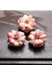 カット苗 ビアント Echeveria 'Biante'