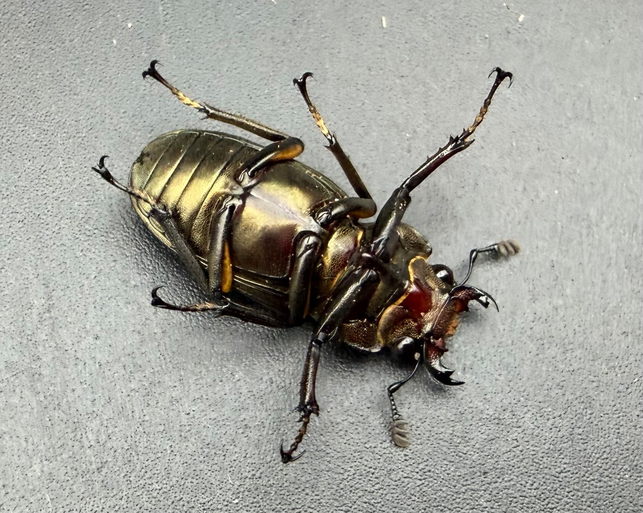 《メタリフェルホソアカ亜種サンギレンシス 69mm ペア》