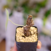Stephania kaweesakii / ステファニア カウィーサキー㊺/ 観葉植物
