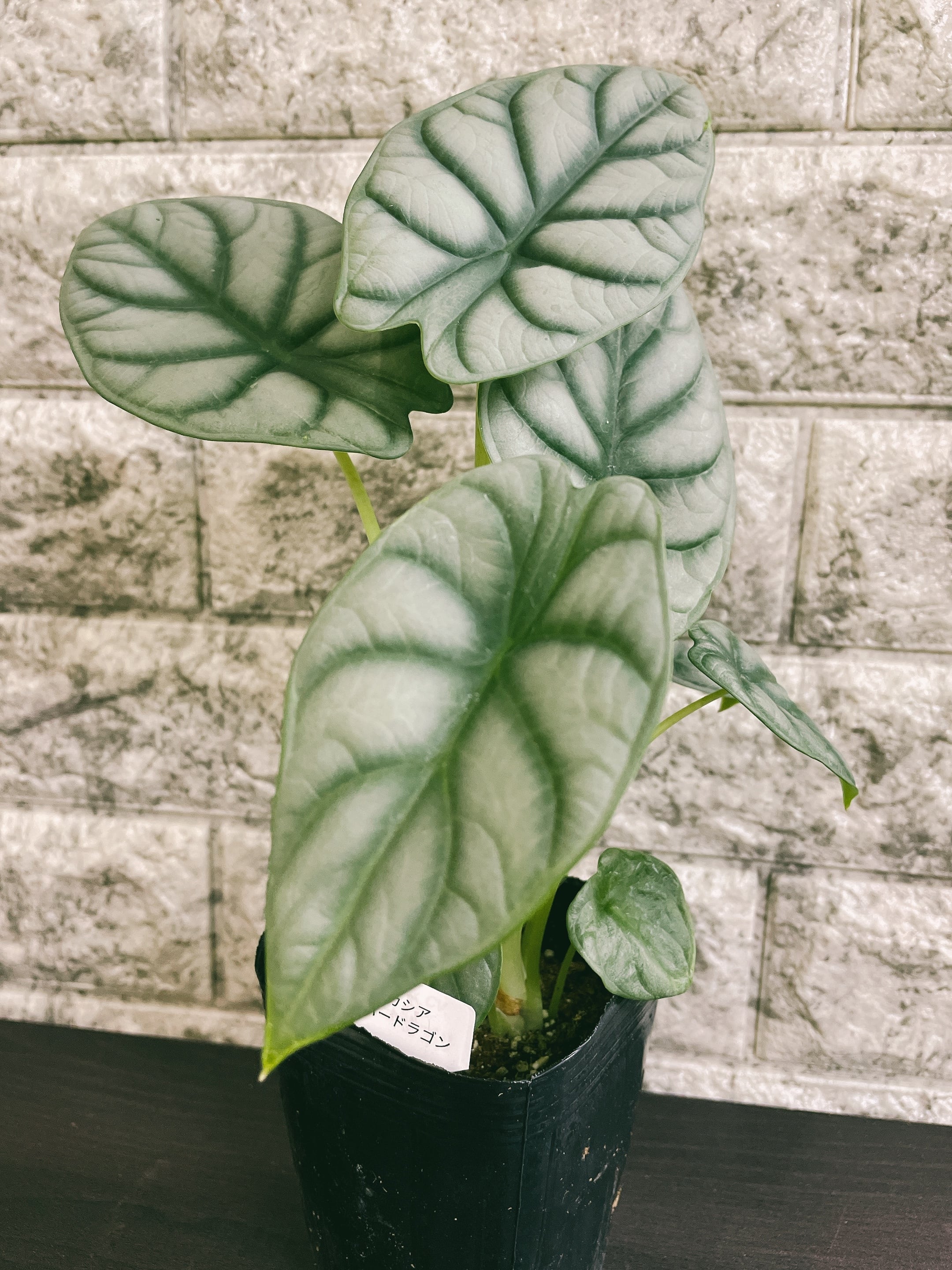 超安い 極斑 アロカシア シルバードラゴン var. 斑入り 植物/観葉植物
