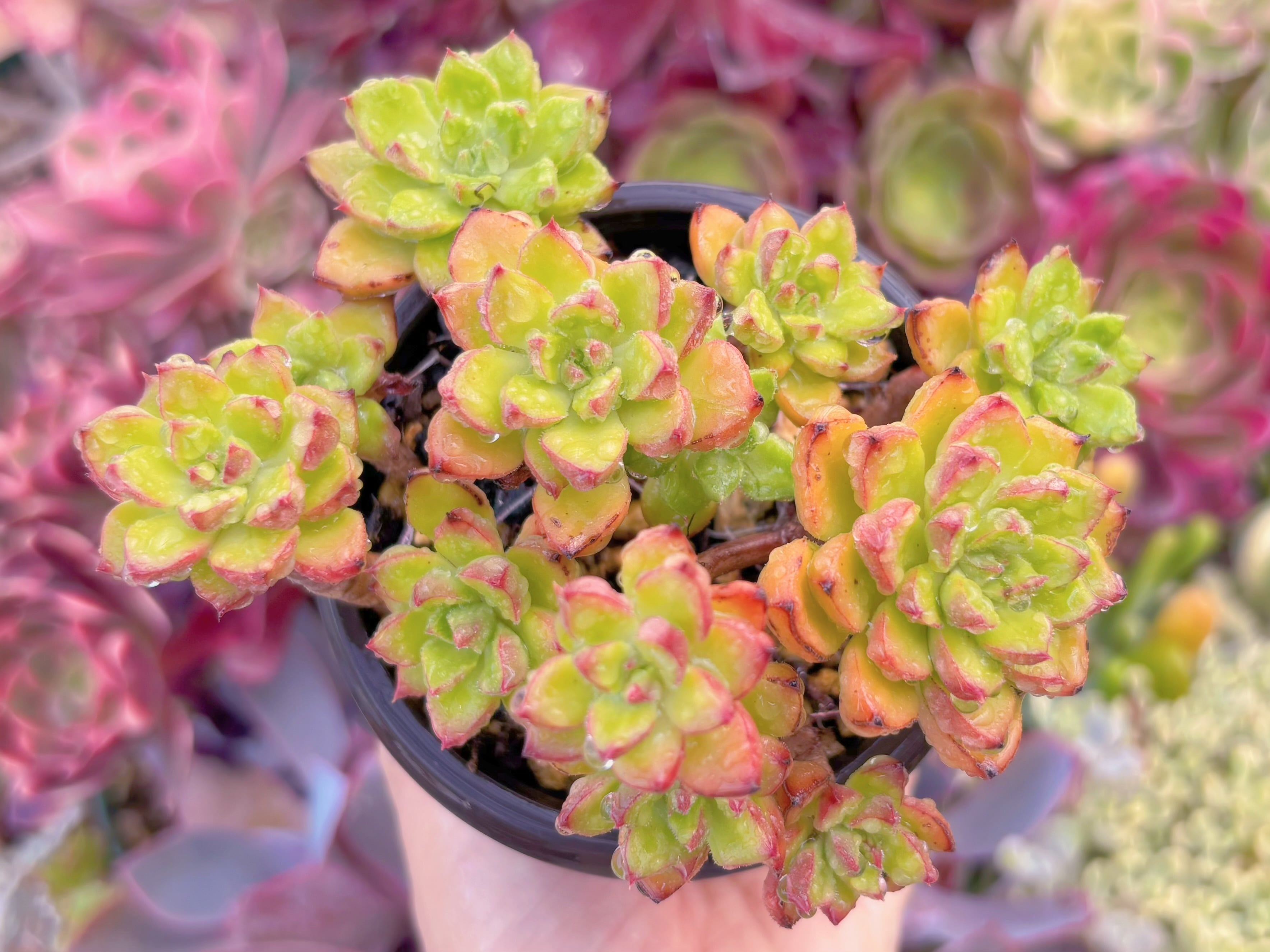 現品　ランタン#604　るる農園