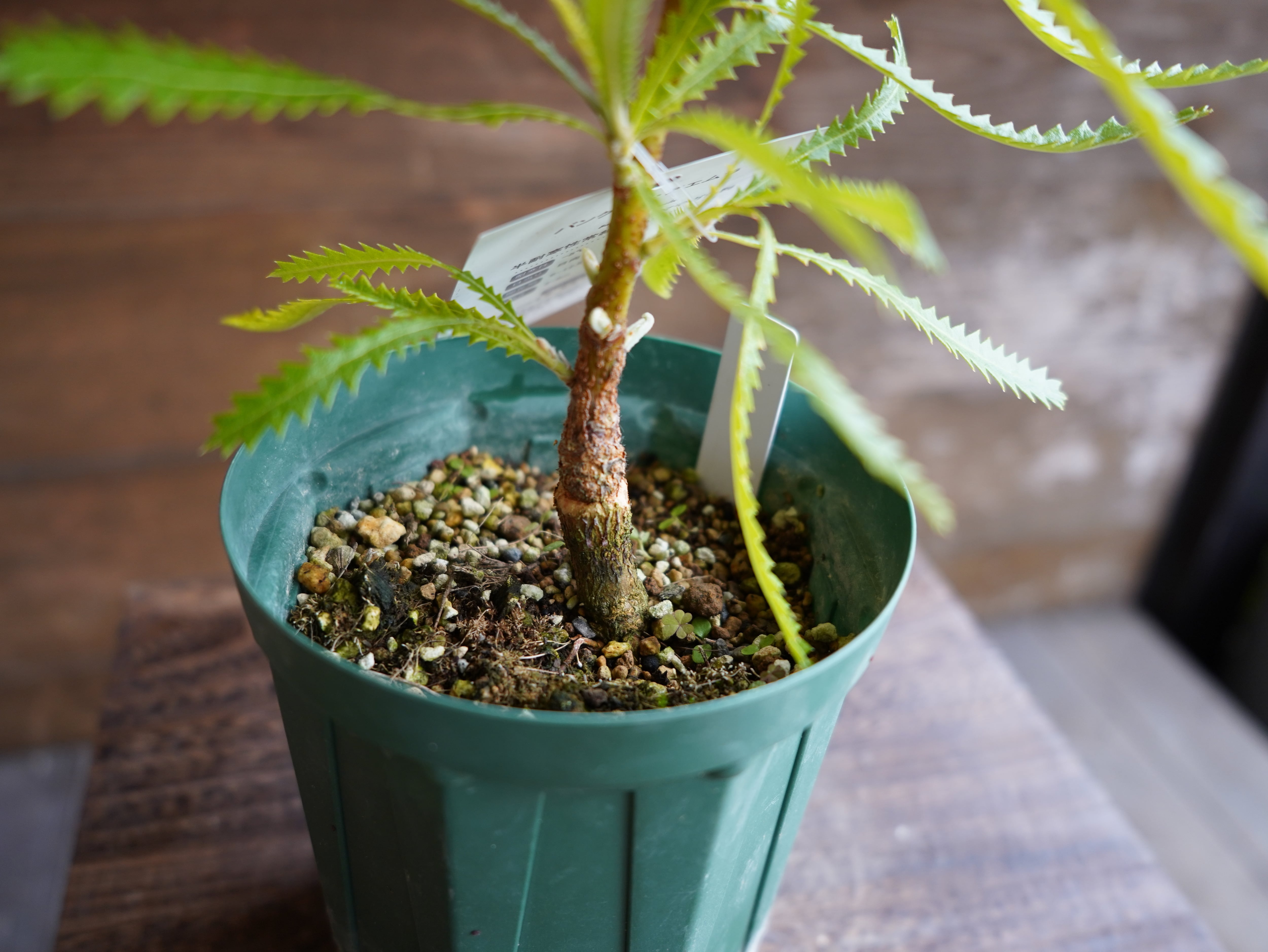 【現物】バンクシア　”アエムラ”　B