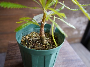 【現物】バンクシア ”アエムラ” B