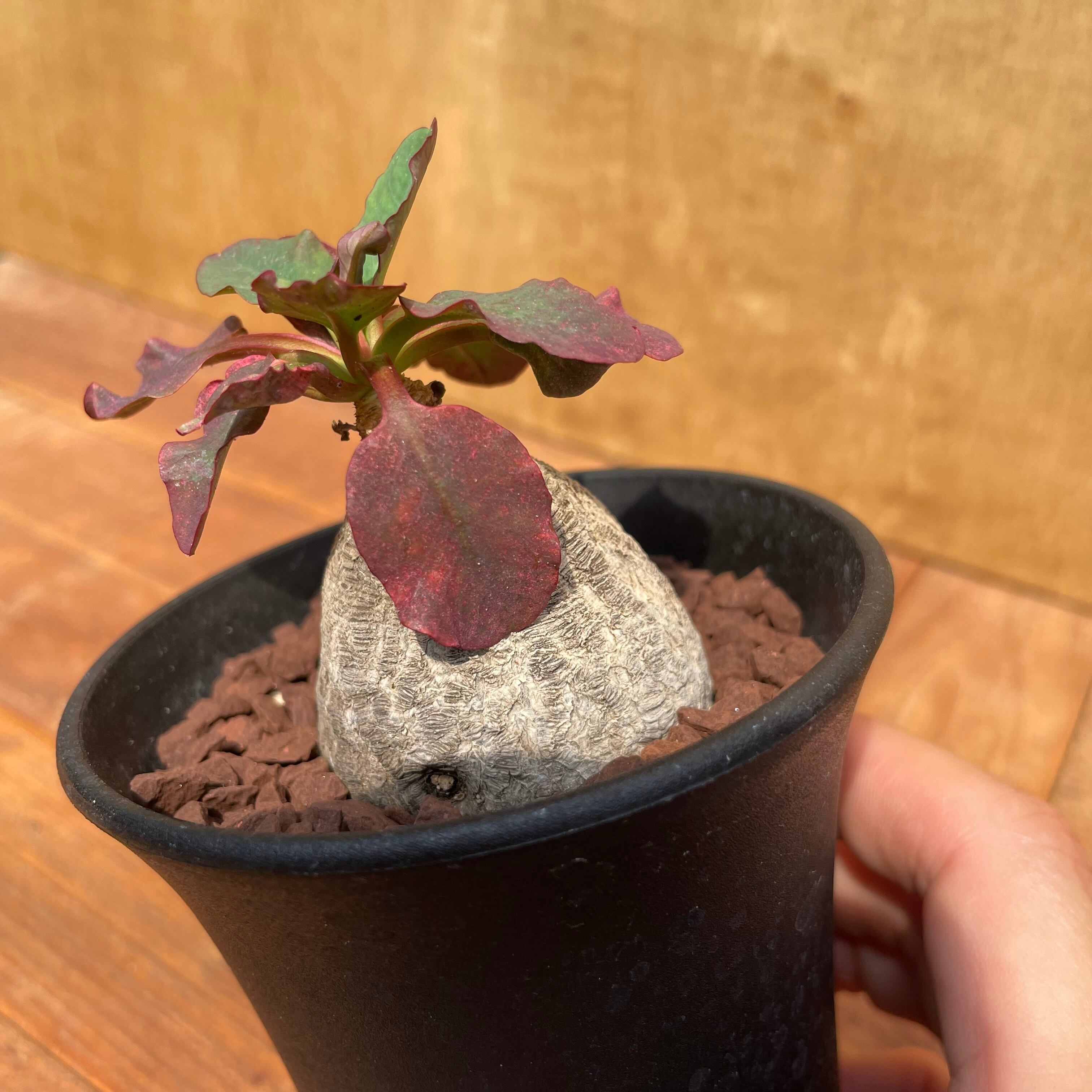 Euphorbia itremensis ユーフォルビア イトレメンシス Euphorbia itremensis ユーフォルビア イトレメンシス