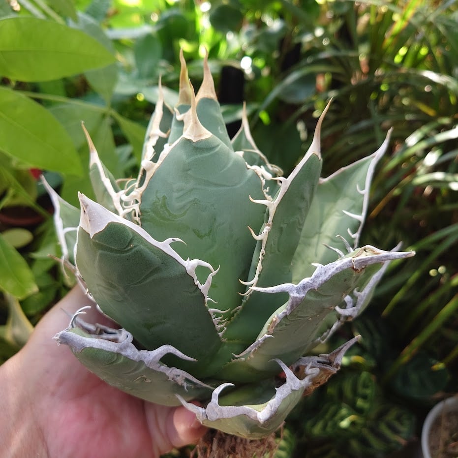 アガベ チタノタ オアハカ Agave titanota Oaxaca 18 | 多肉植物