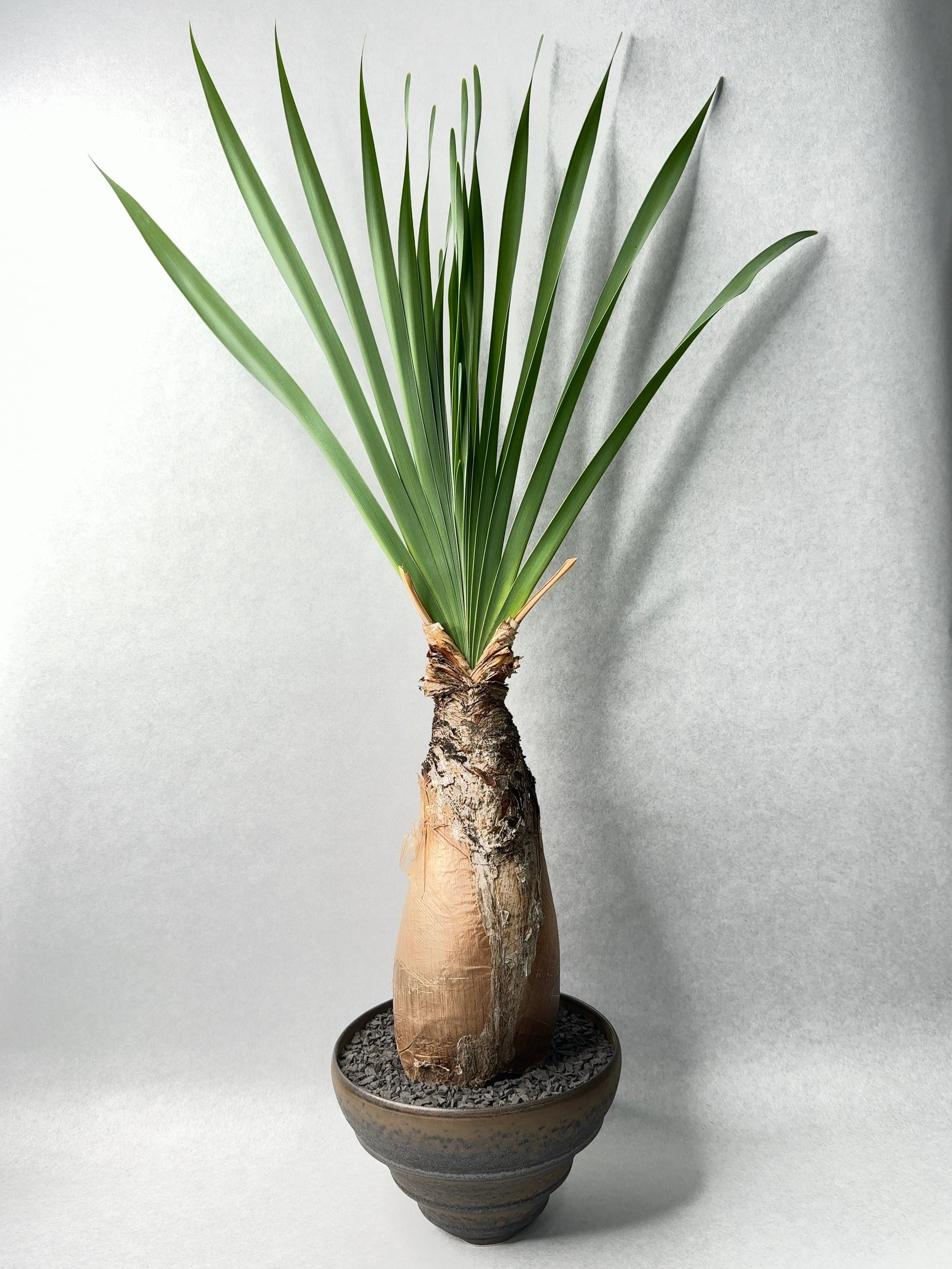 ブーファン・ディスティチャ