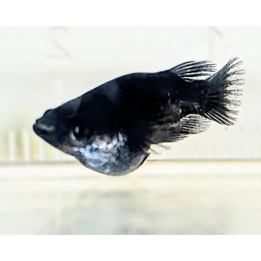 ブラックダイヤダルマ 若魚2匹1ペア メダカの飼い方 室内・屋外