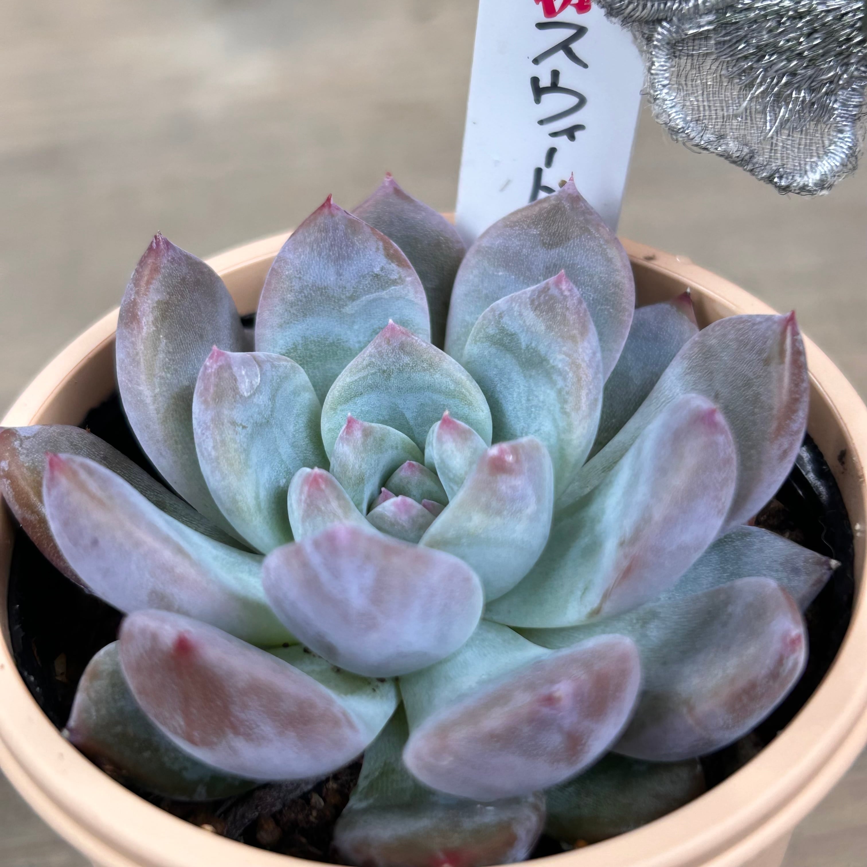 スウィートミント | RuPo 多肉植物専門店