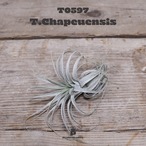 【送料無料】chapeuensis〔エアプランツ〕現品発送T0597