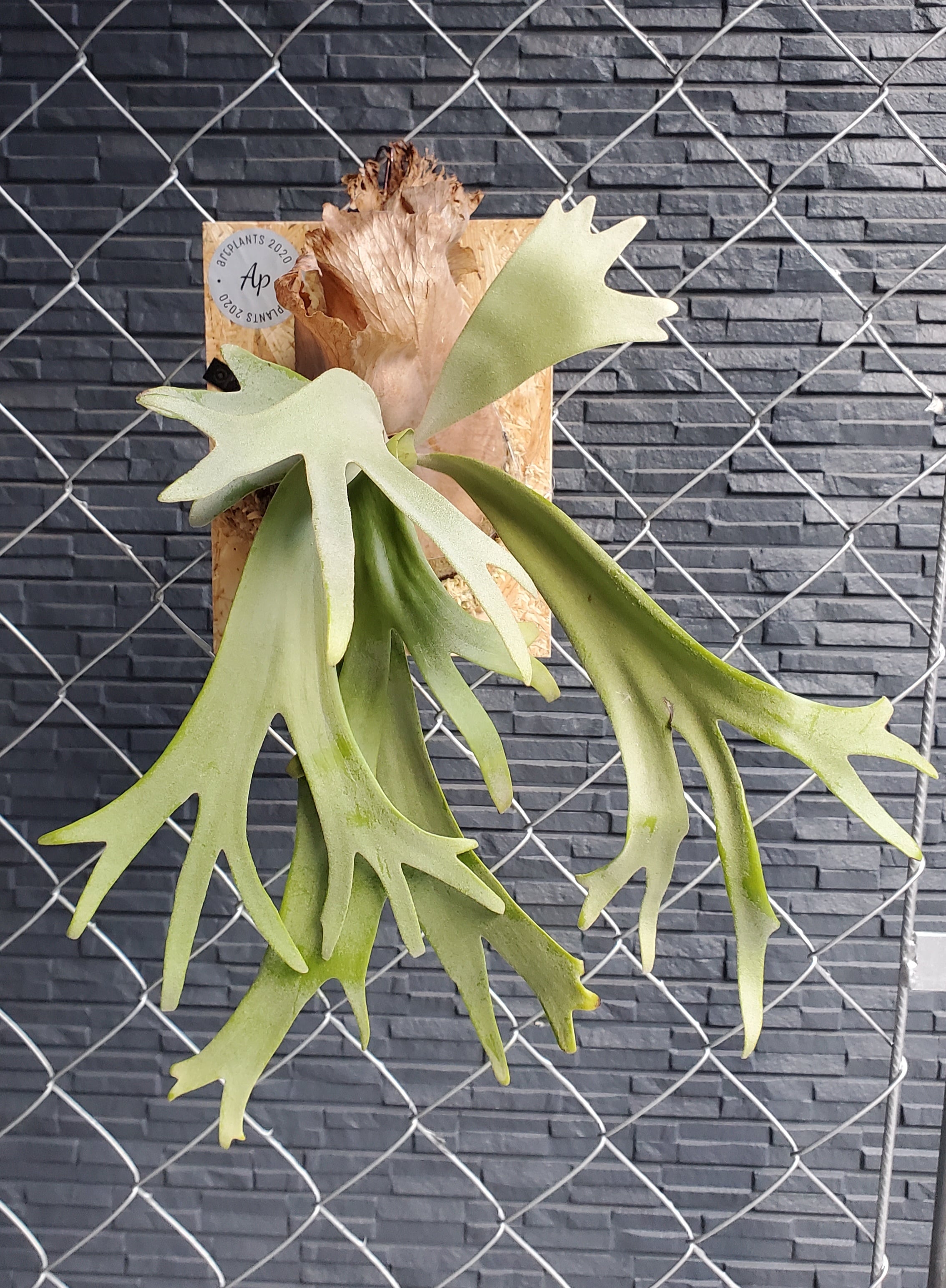 ビカクシダ Platycerium Akki Platycerium Akki ( P.veitchii silver x P.veitchii 'wild