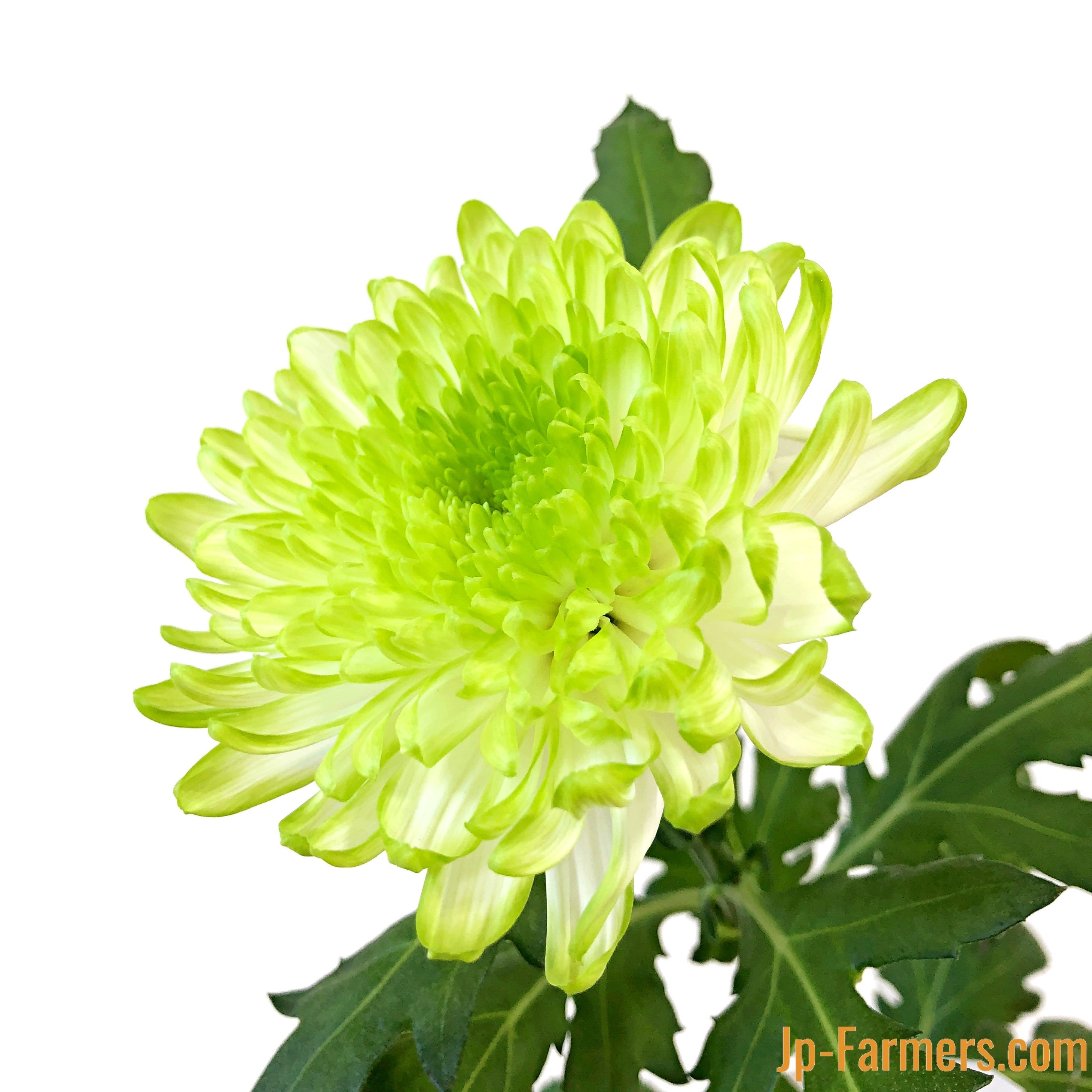 9月 お月見 | 新鮮お花問屋 Jp-Farmers.com
