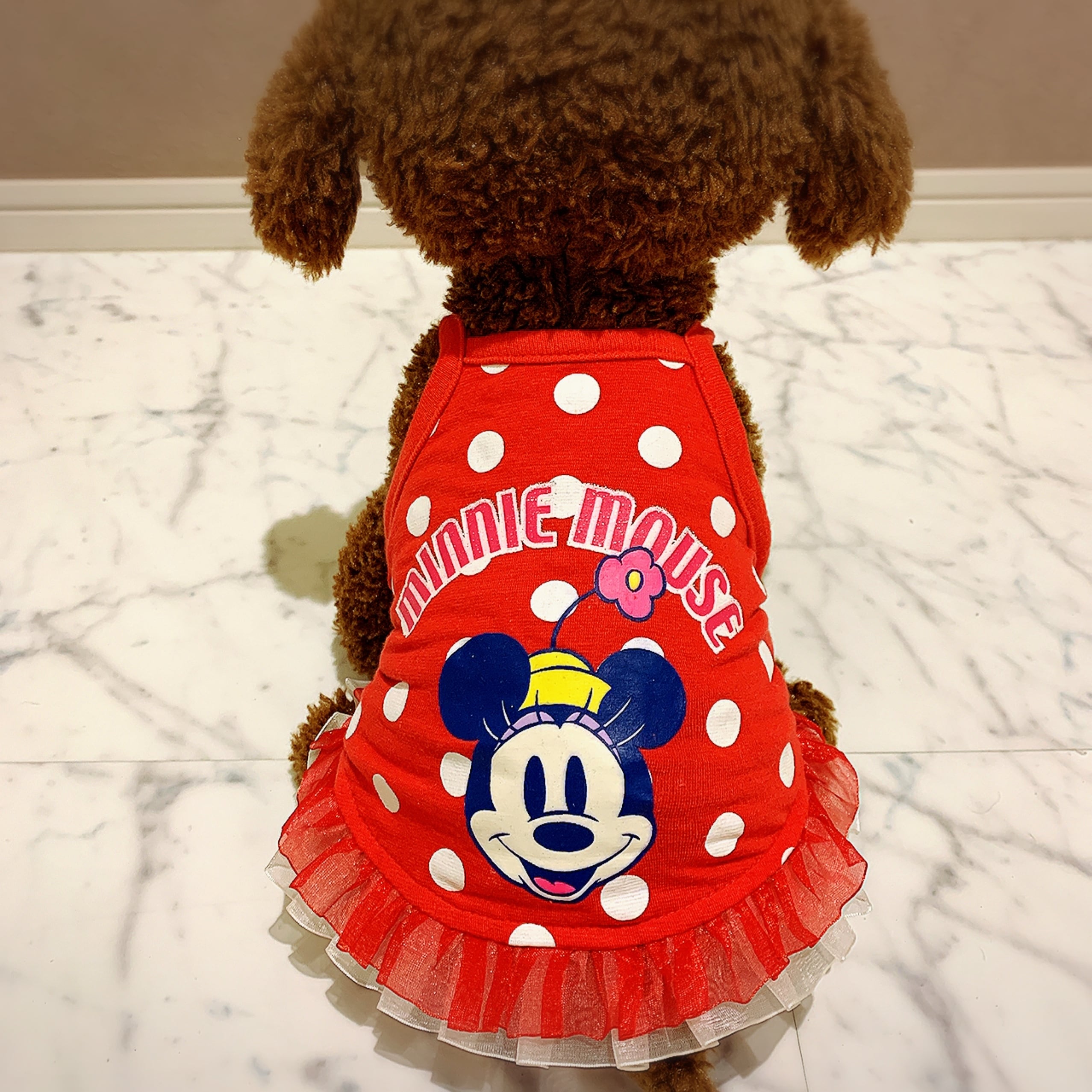 超小型犬・パピー犬 スモールサイズ | ronkichimaru(ロンキチマル