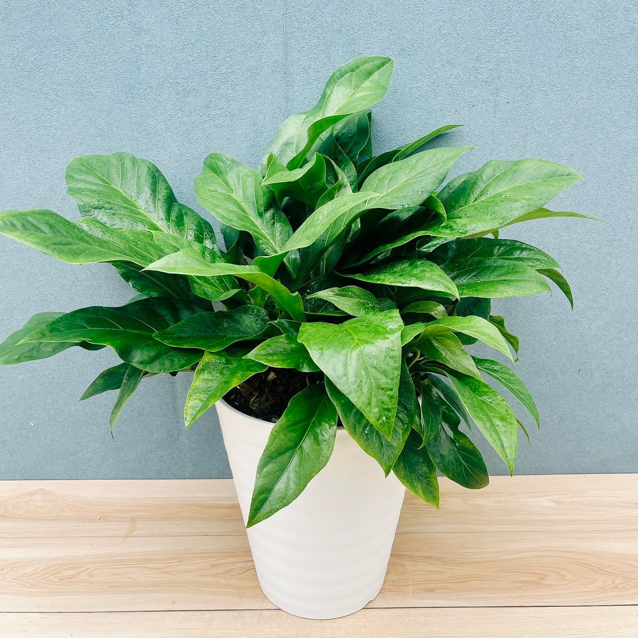 ［現品］【希少】58番　アンスリウム　ジャングルブッシュ　観葉植物　室内　レア 現品］【希少】58番 アンスリウム ジャングルブッシュ 10号 観葉植物