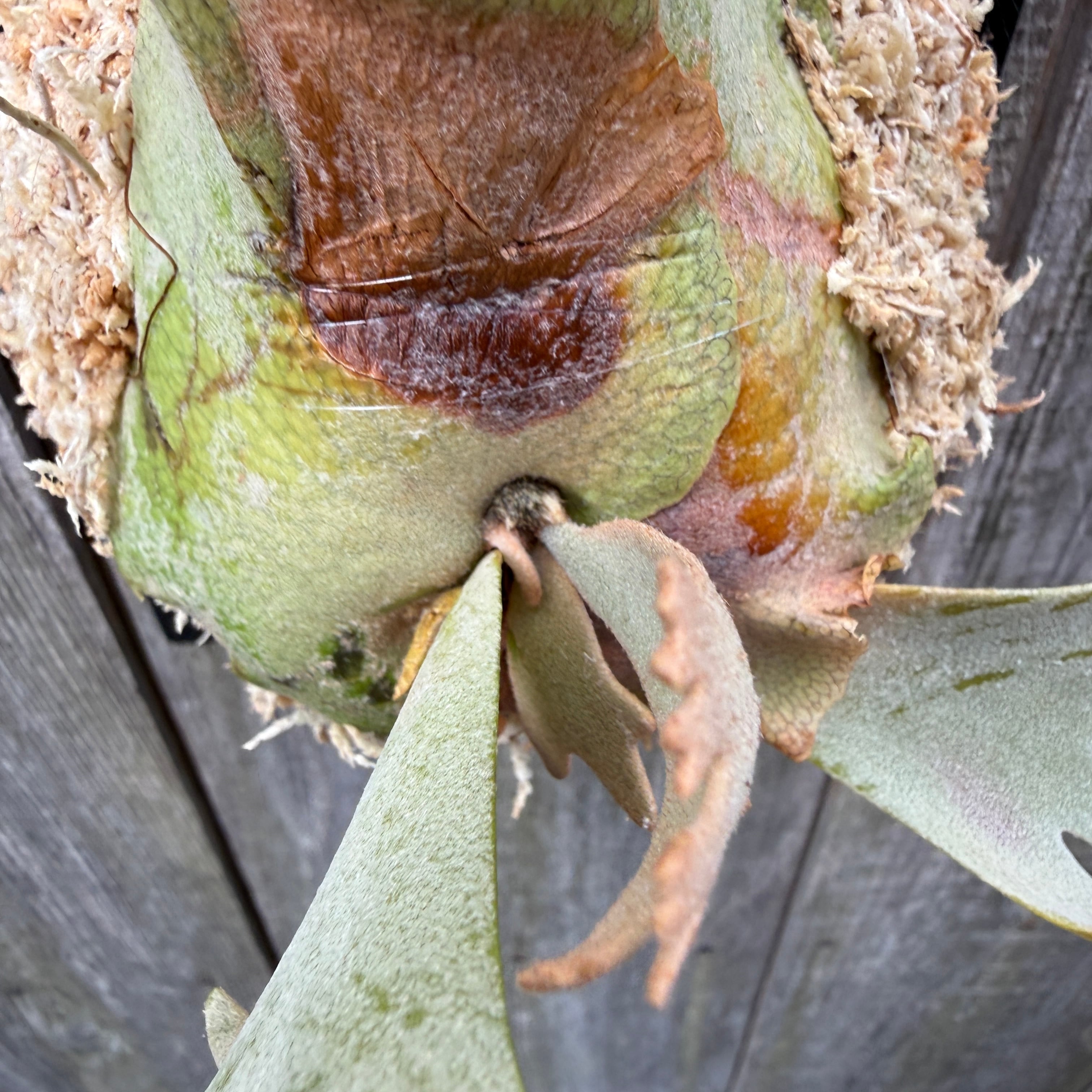 P.willinckii Yellow moon dwarf (from晴花鹿苑) | naturefix
