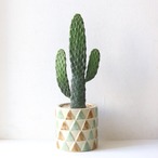【グリーン】バンザイサボテン