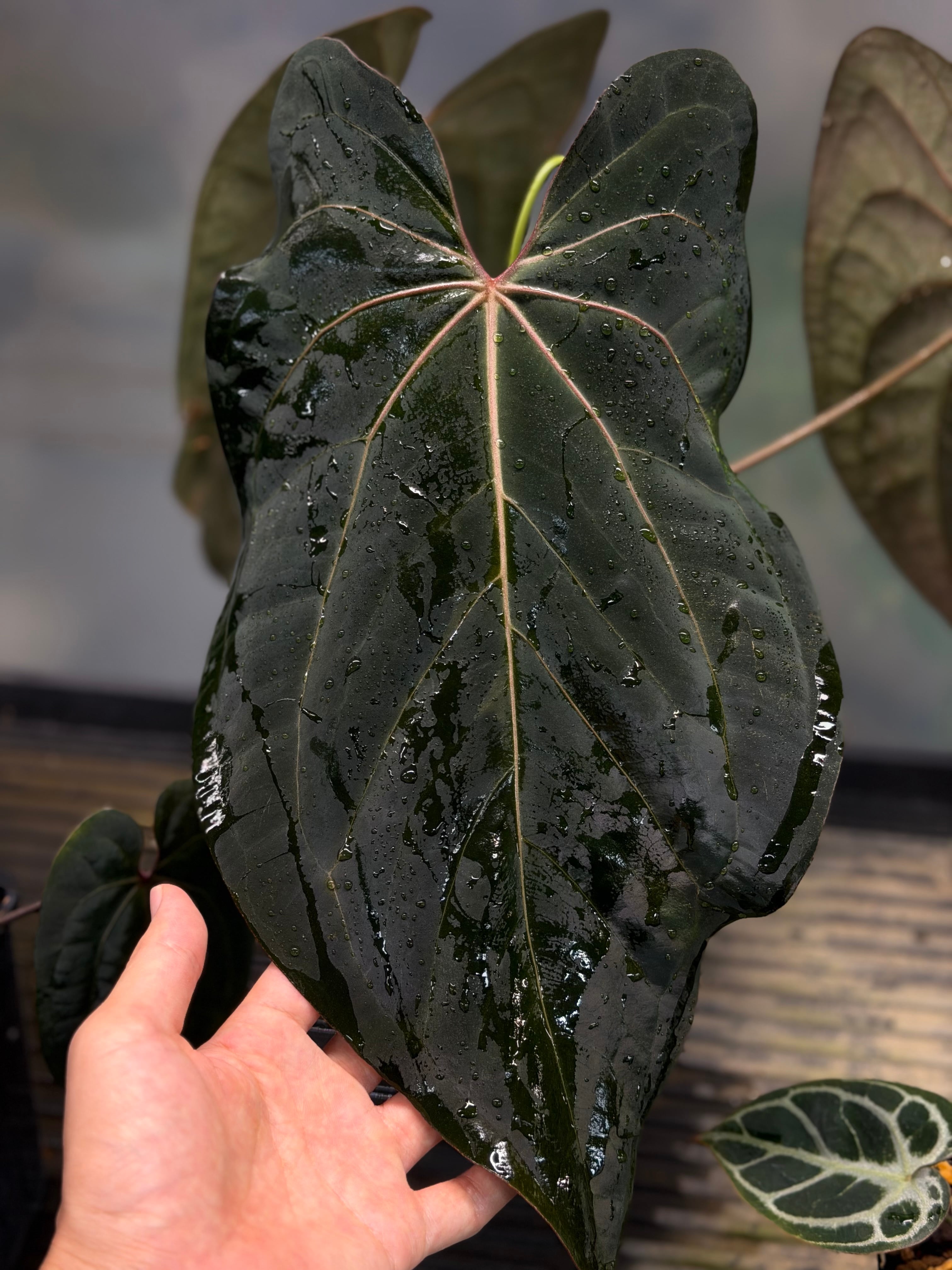 Anthurium 'Red Crystallinum'(NSE #2) x 'Black Widow' x Michelle