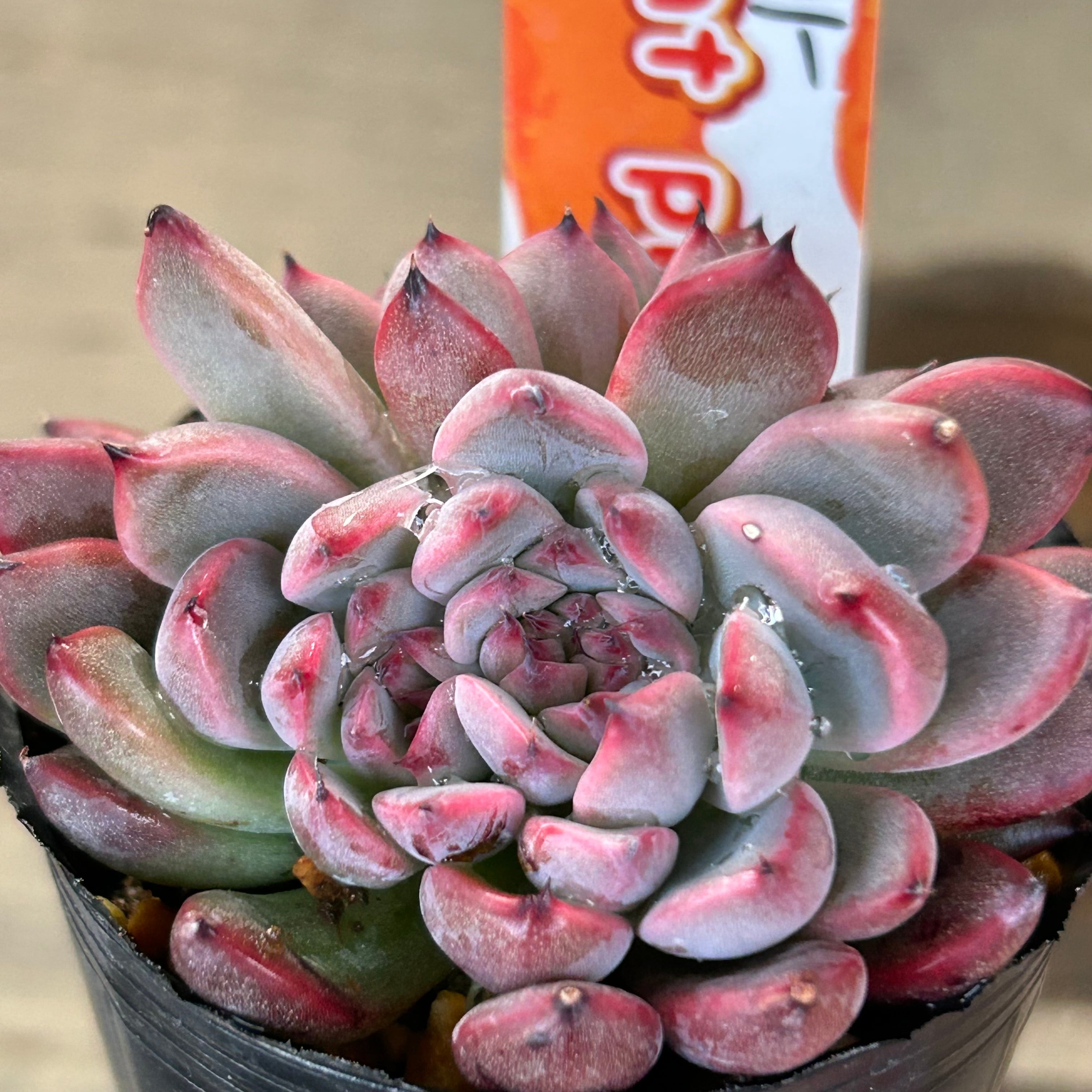 エケベリア 番号：010 鉢無し/脱土で出荷 多肉植物 セット 抜き苗 5～8