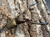 【WD】《モンタネルスホソアカクワガタ 63mm ペア》