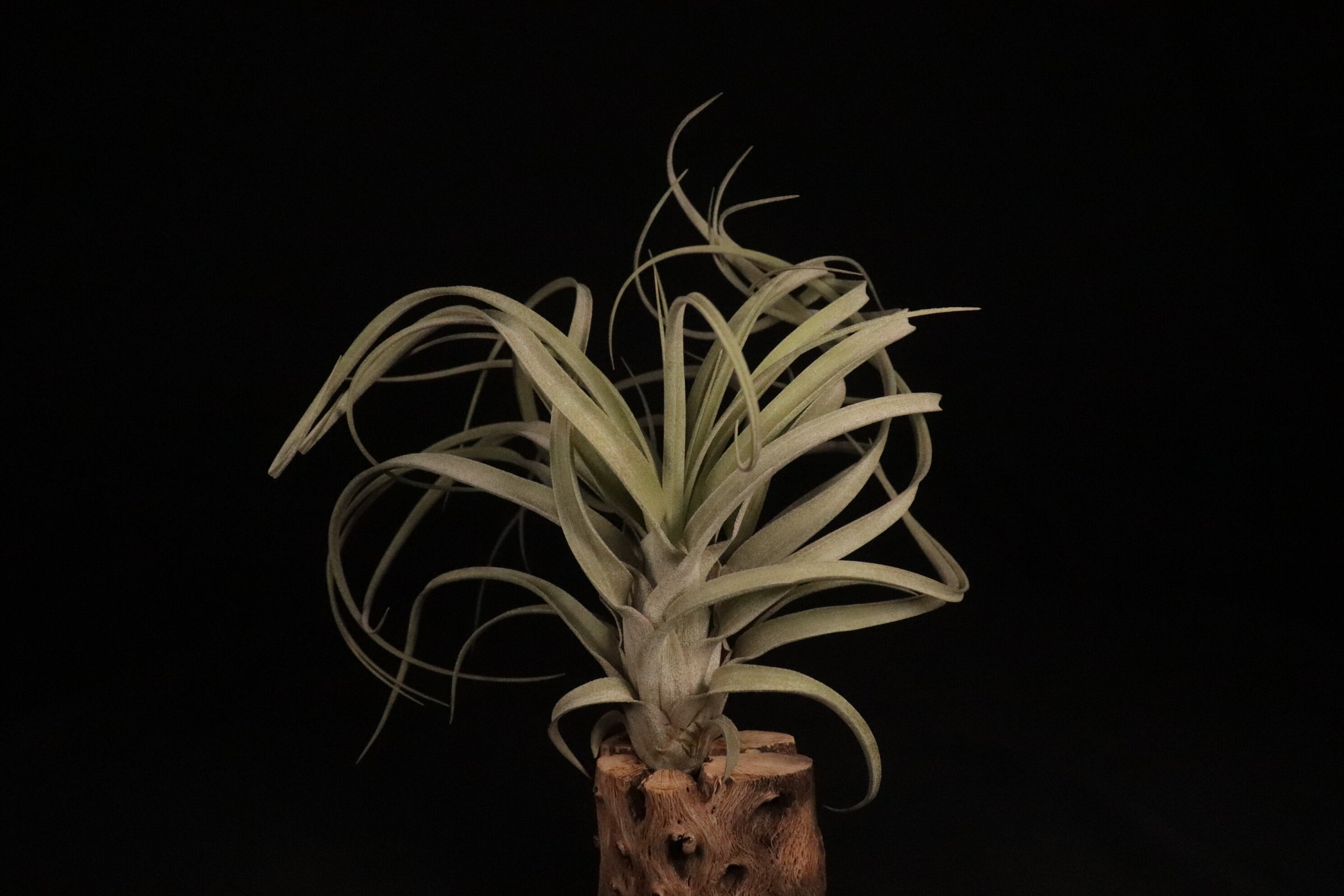 ブロメリア・エアープランツ Tillandsia 'Hedi Gulz' 送料無料】'Hedi Gulz'〔エアプランツ〕現品発送T4035 | plane plants