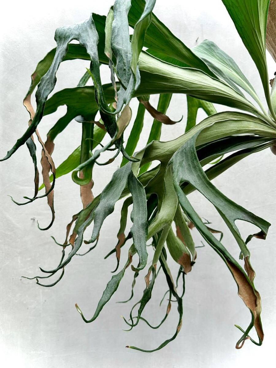 ビカクシダ　15種　④ 15種 ビカクシダ 【公式通販】