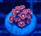 Goniopora Pink 4