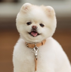 即納【stroll】Leather Collar (Beige)