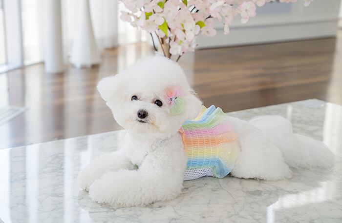 ハローパステル クロップドトップス S ~ XL  /  犬の服 犬服 新作 ショート丈 クロップド丈 涼しい 小型犬 中型犬 ペット洋服 ドッグウェア ペット用品