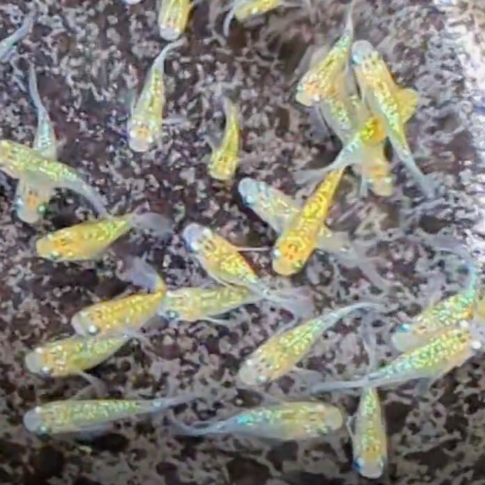 夜桜ゴールドダルマ 若魚 2匹メダカ水槽 メダカの飼い方室内 メダカの
